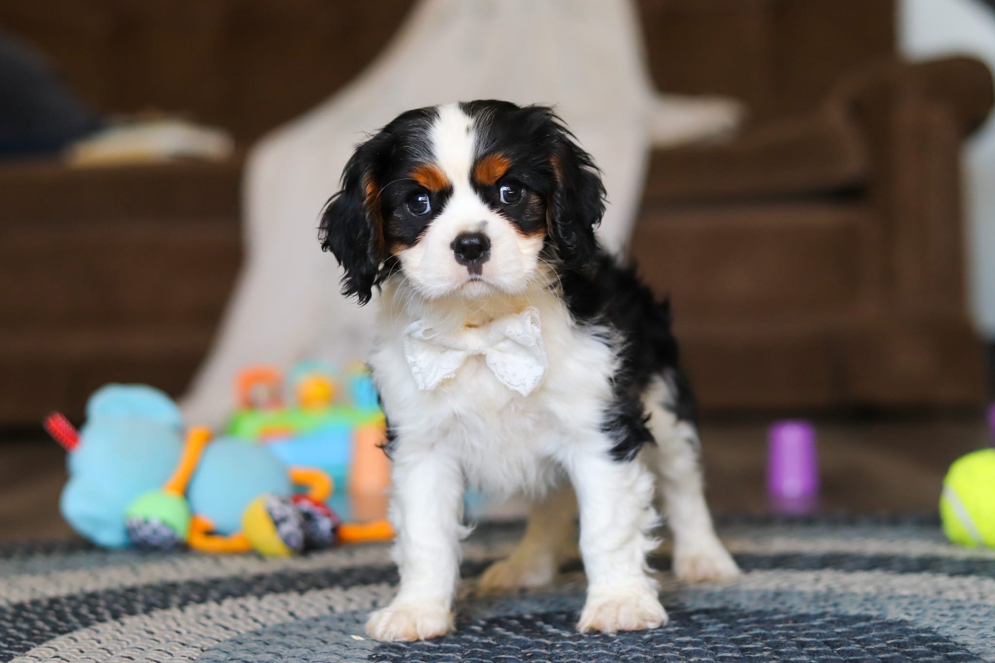 Finn – Cavalier King Charles Spaniel puppy for sale in Sugarcreek, OH