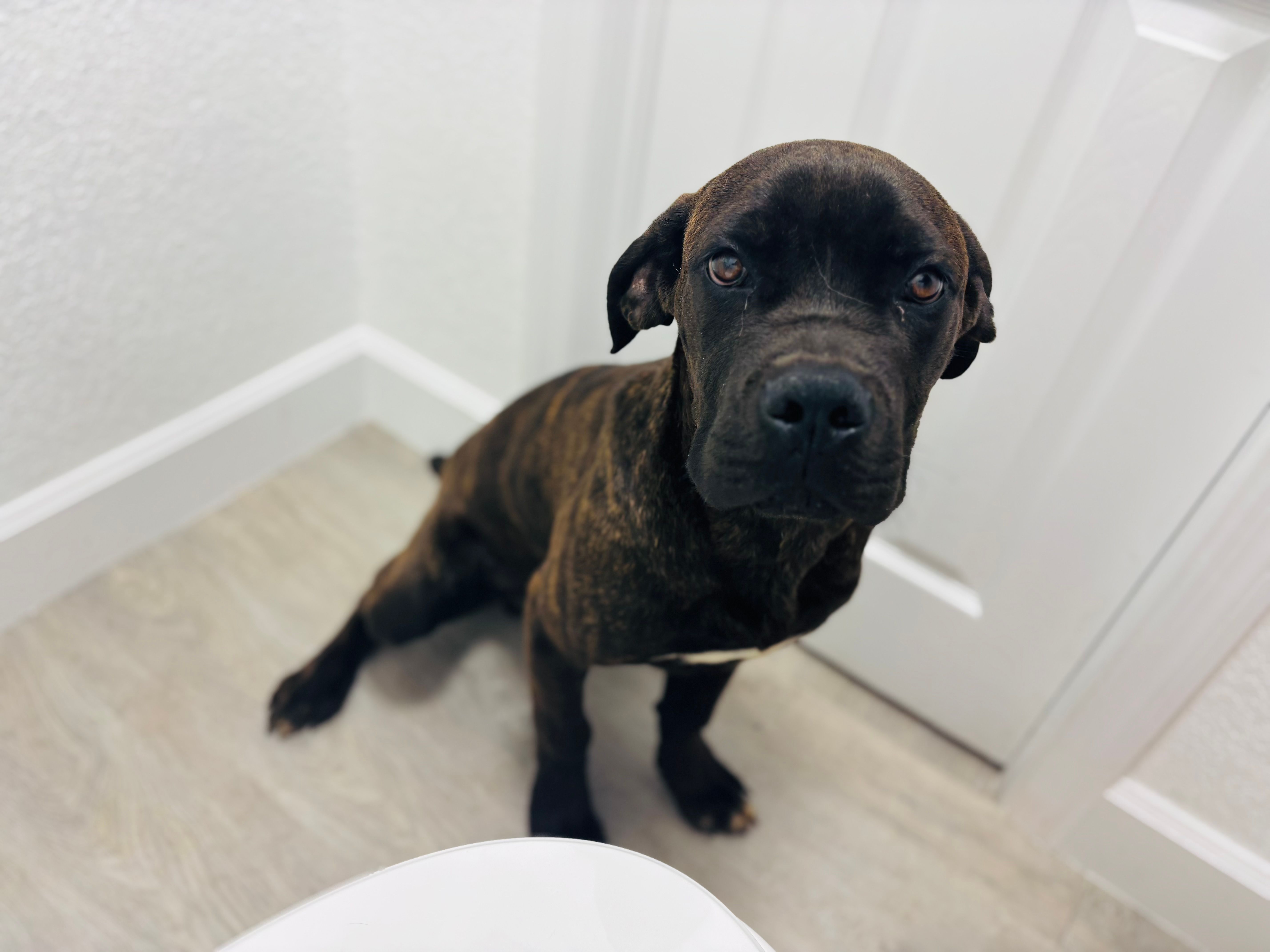 Seven  – Cane Corso puppy for sale in Haines City, FL