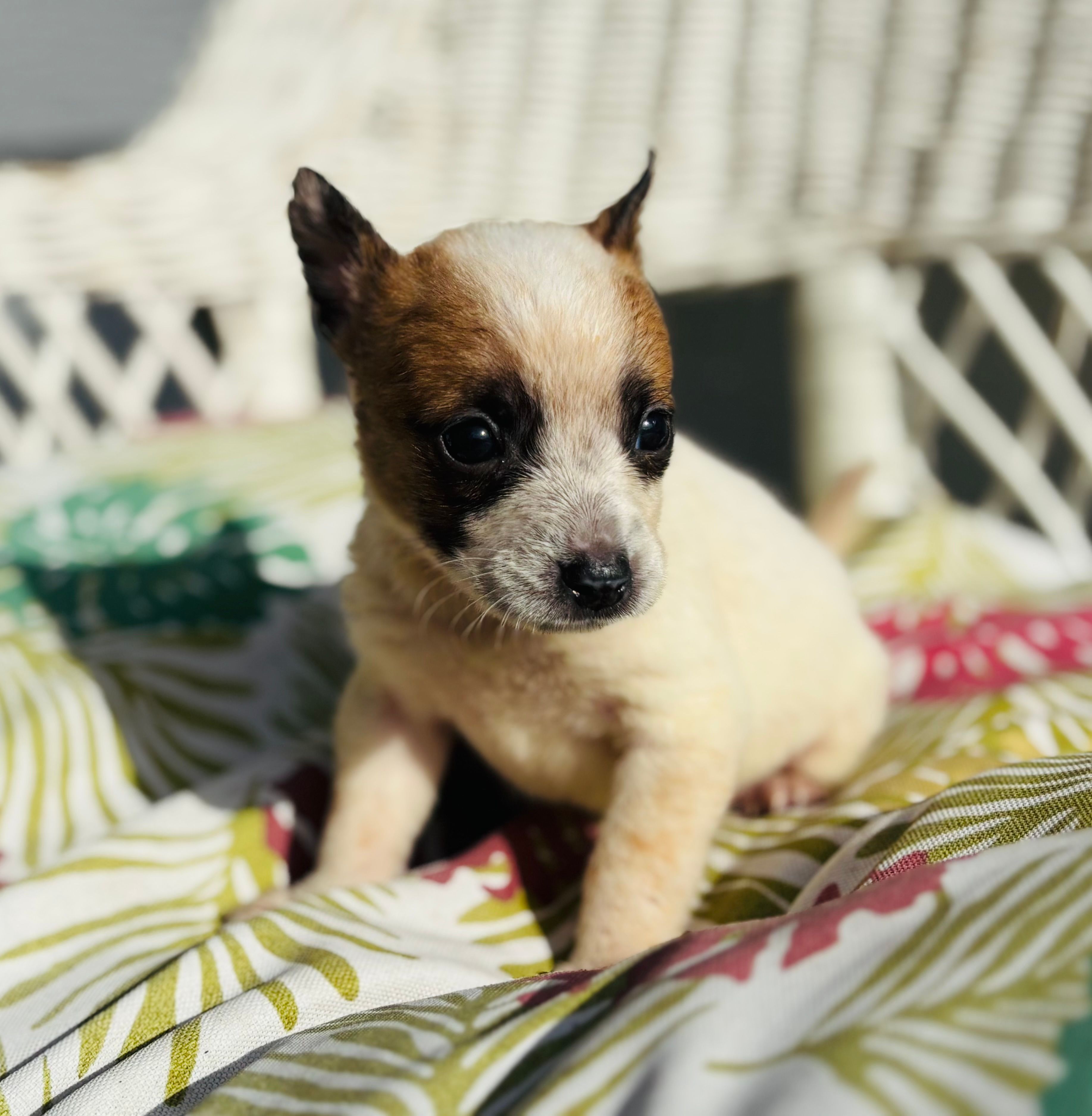 Loki – Chihuahua puppy for sale in Haines City, FL