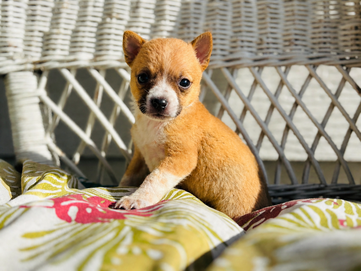 Bo  – Chihuahua puppy for sale in Haines City, FL