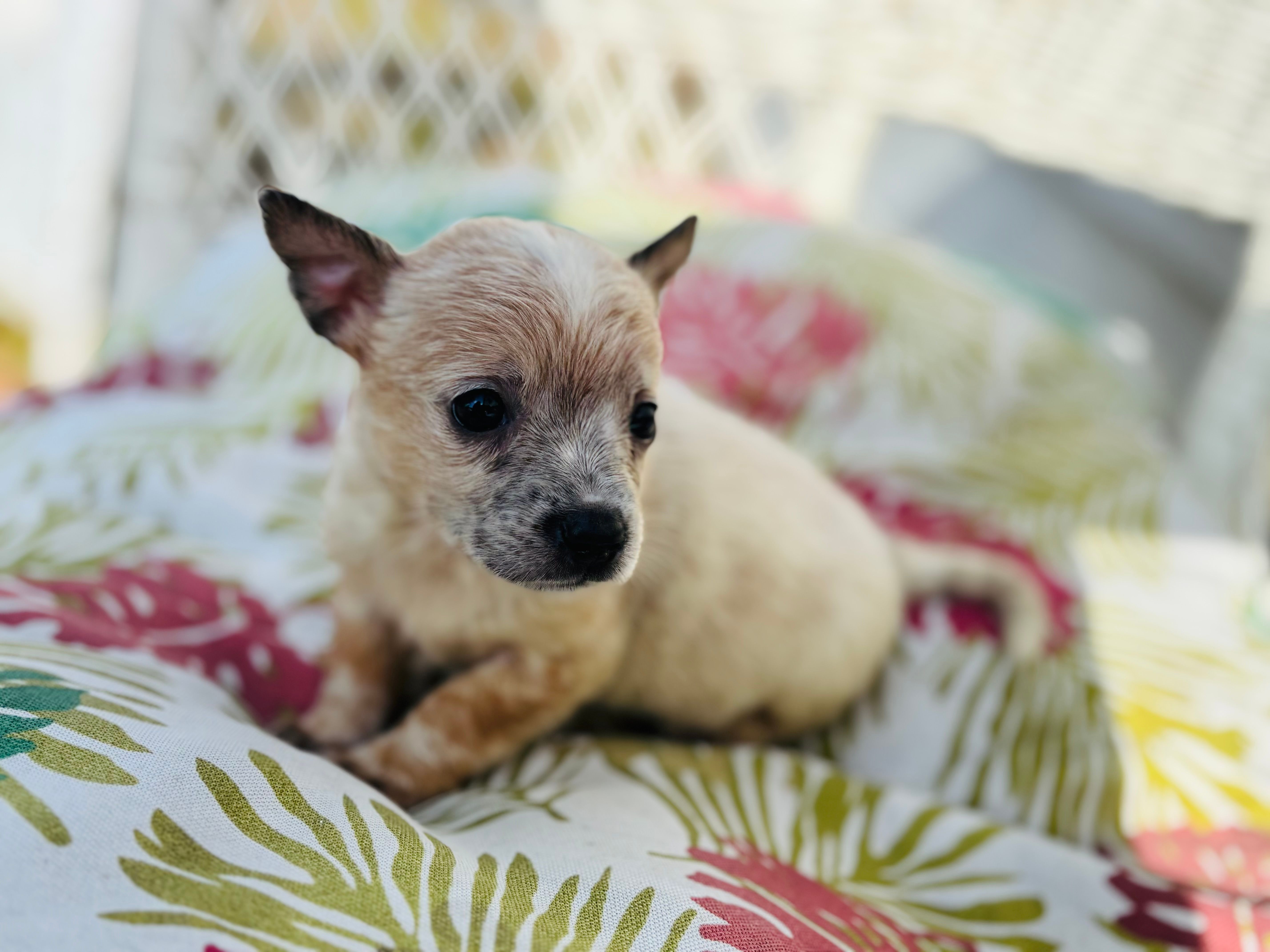 Nemo – Chihuahua puppy for sale in Haines City, FL