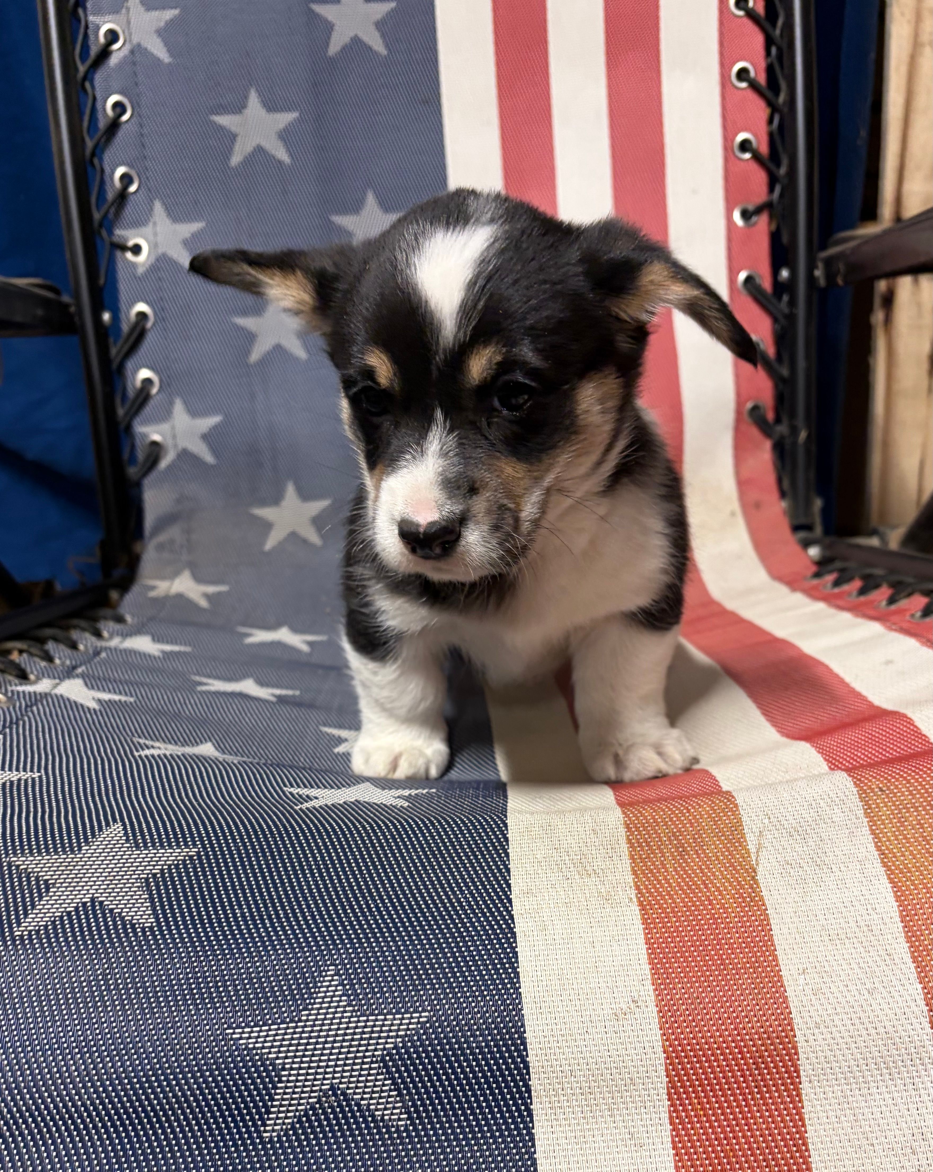 Piper – Pembroke Welsh Corgi puppy for sale in Rudd, IA