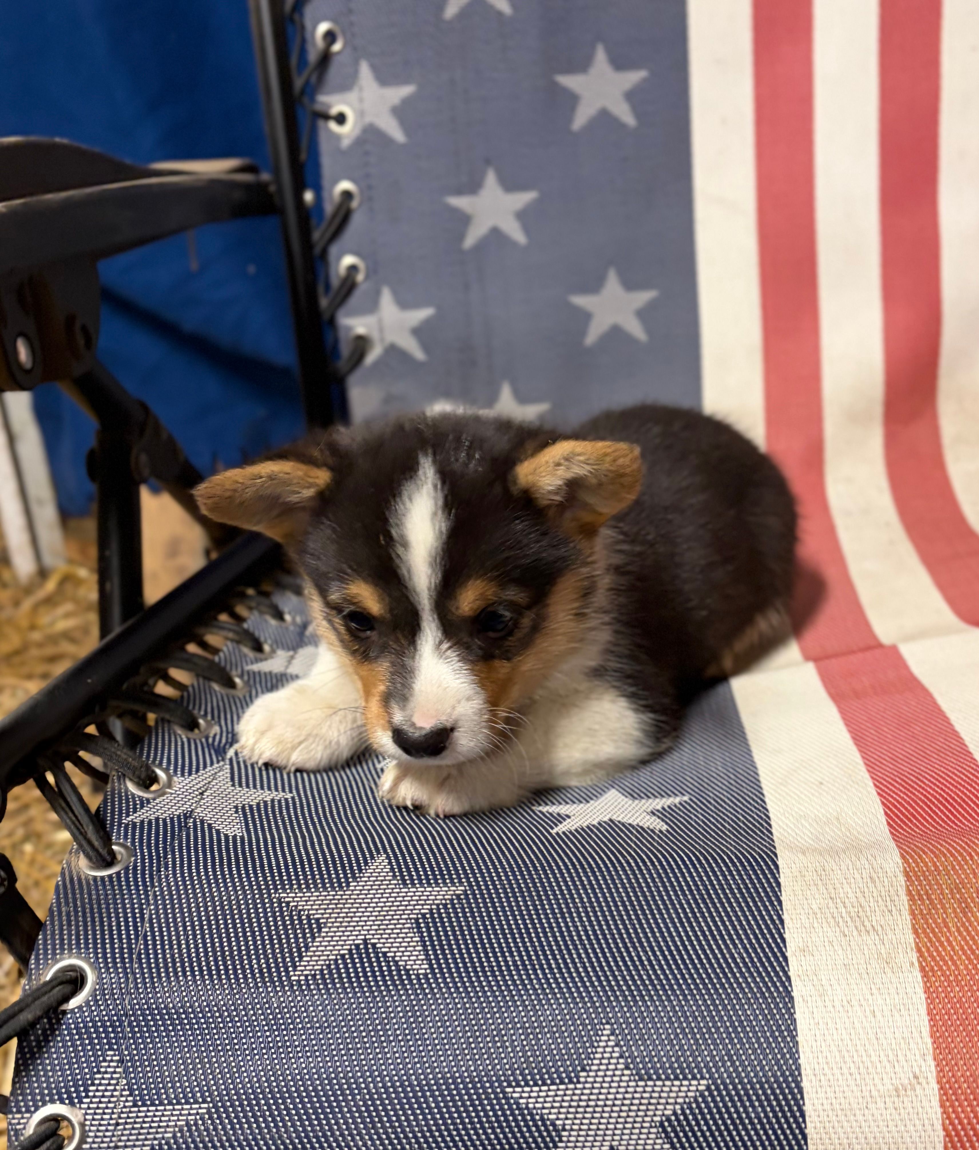 Grizzly – Pembroke Welsh Corgi puppy for sale in Rudd, IA