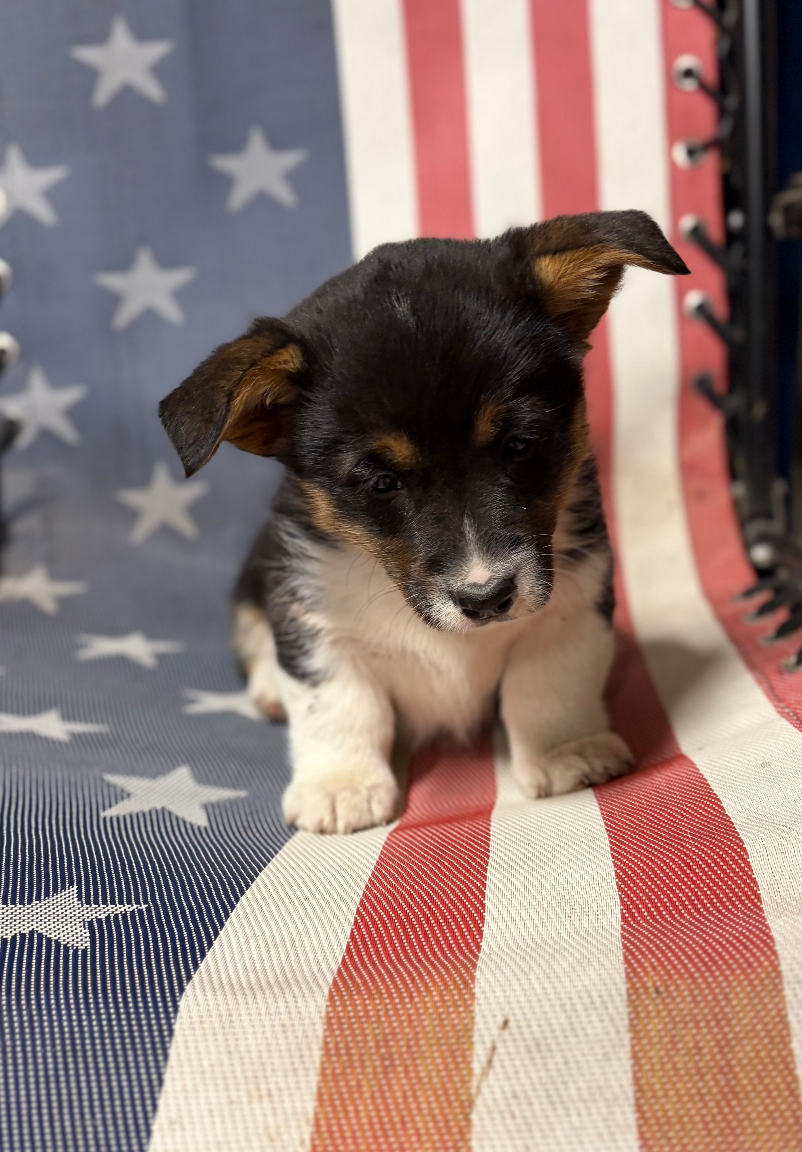 Sniffles  – Pembroke Welsh Corgi puppy for sale in Rudd, IA