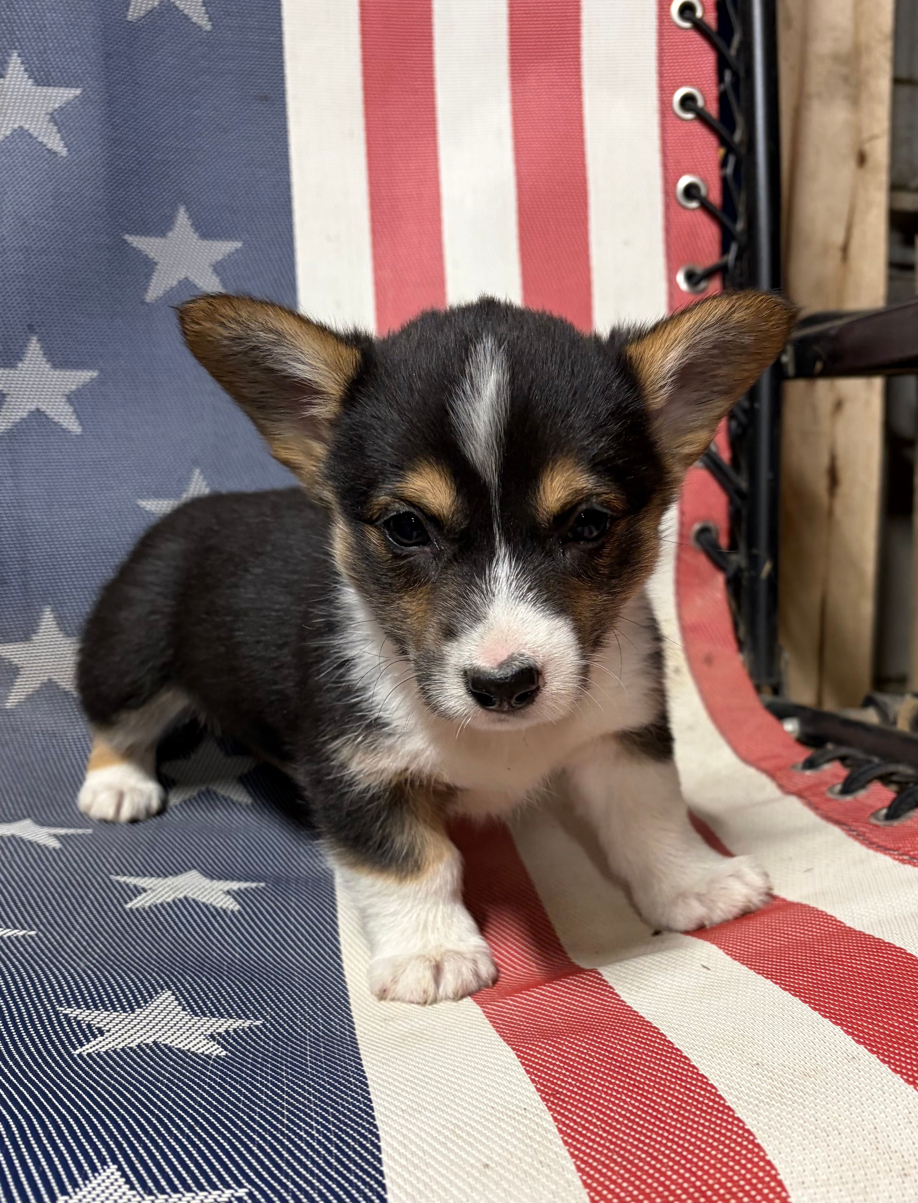 Biscuit – Pembroke Welsh Corgi puppy for sale in Rudd, IA