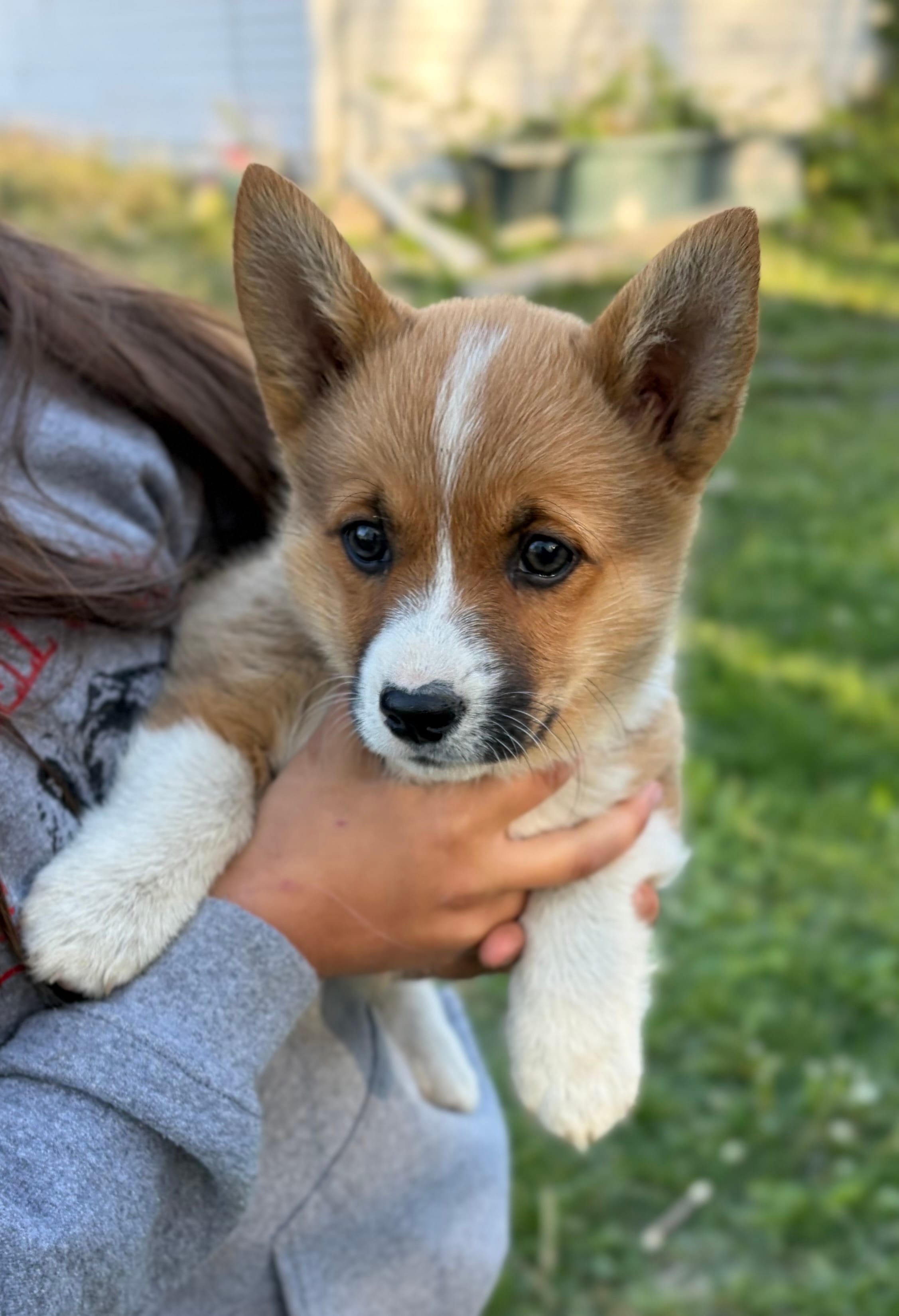 Luna – Pembroke Welsh Corgi puppy for sale in Rudd, IA