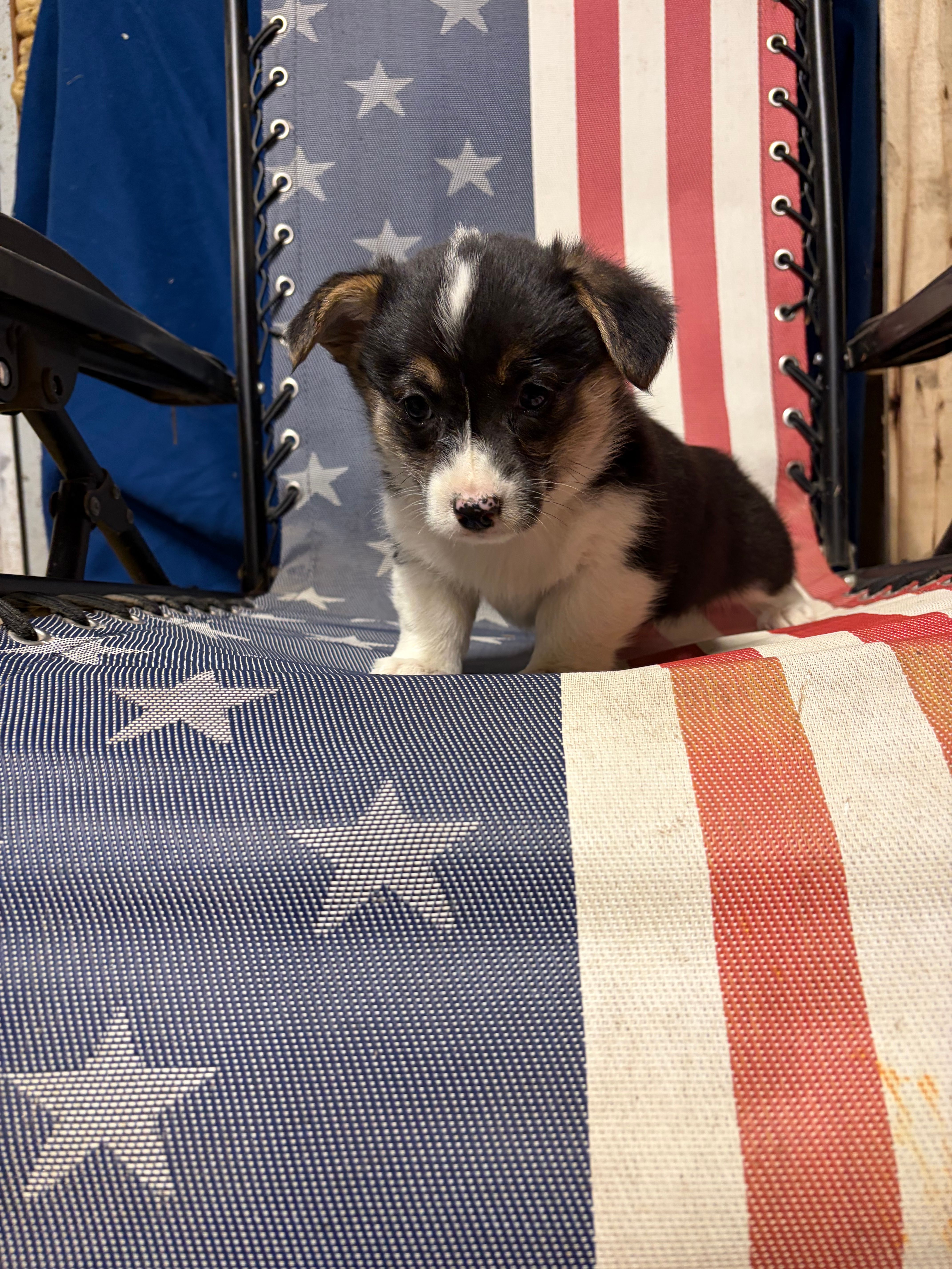 Olive – Pembroke Welsh Corgi puppy for sale in Rudd, IA