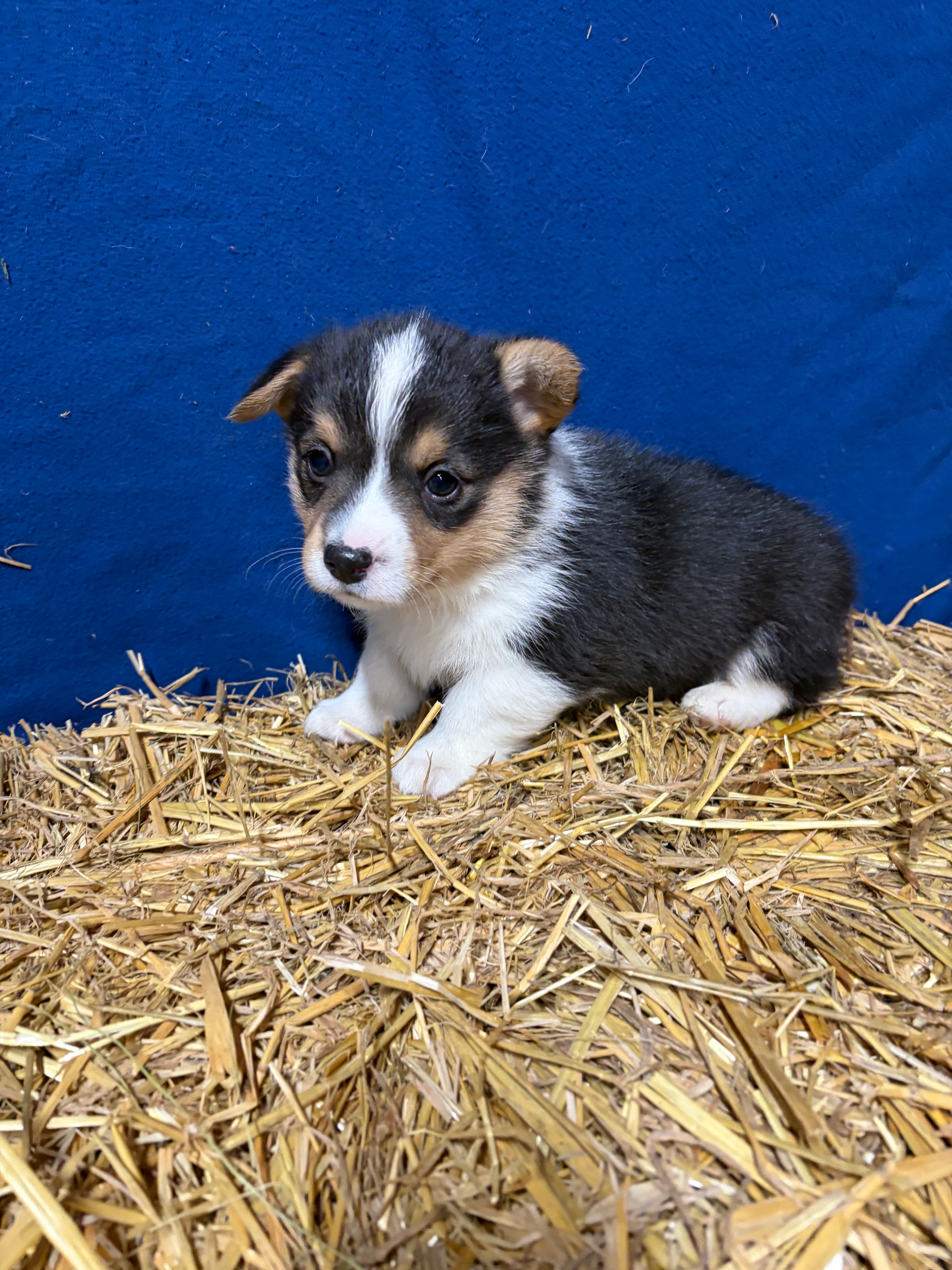 Grizzly – Pembroke Welsh Corgi puppy for sale in Rudd, IA