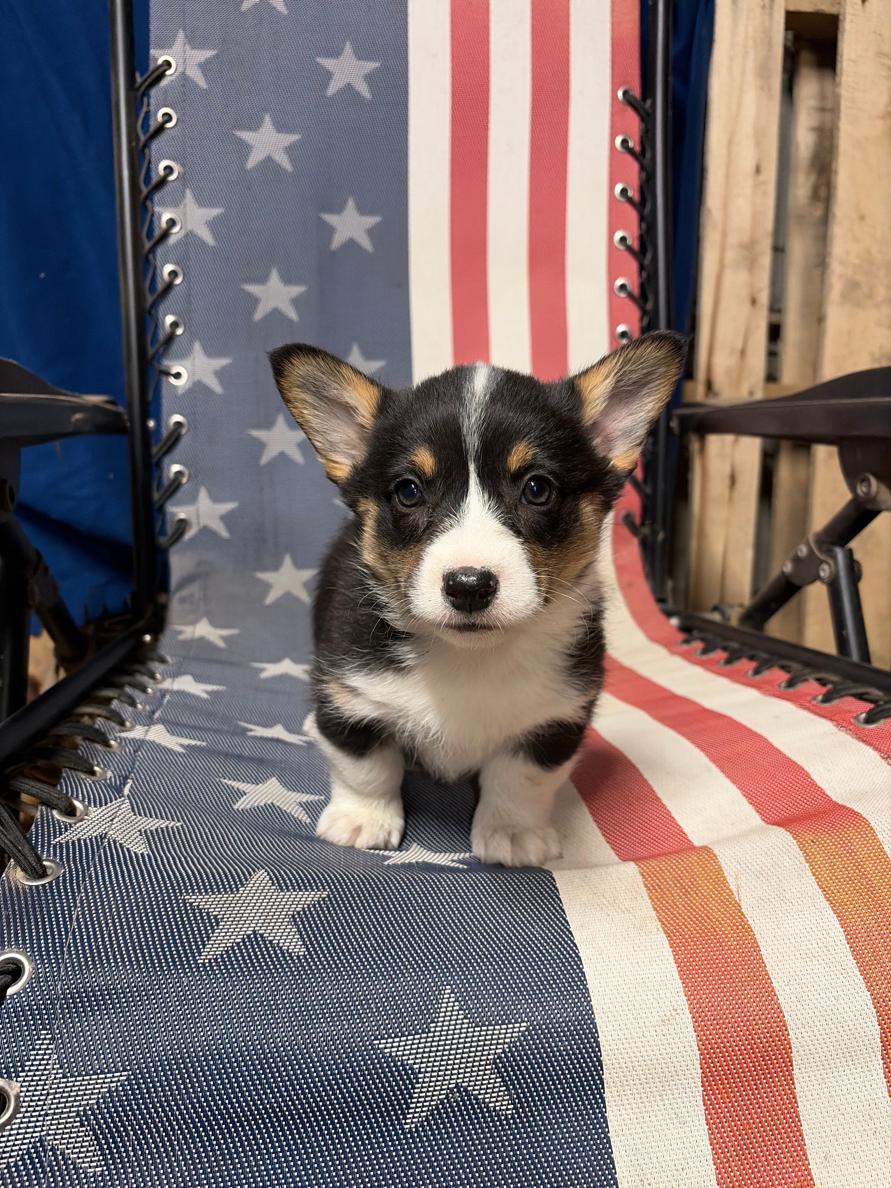 Ava – Pembroke Welsh Corgi puppy for sale in Rudd, IA