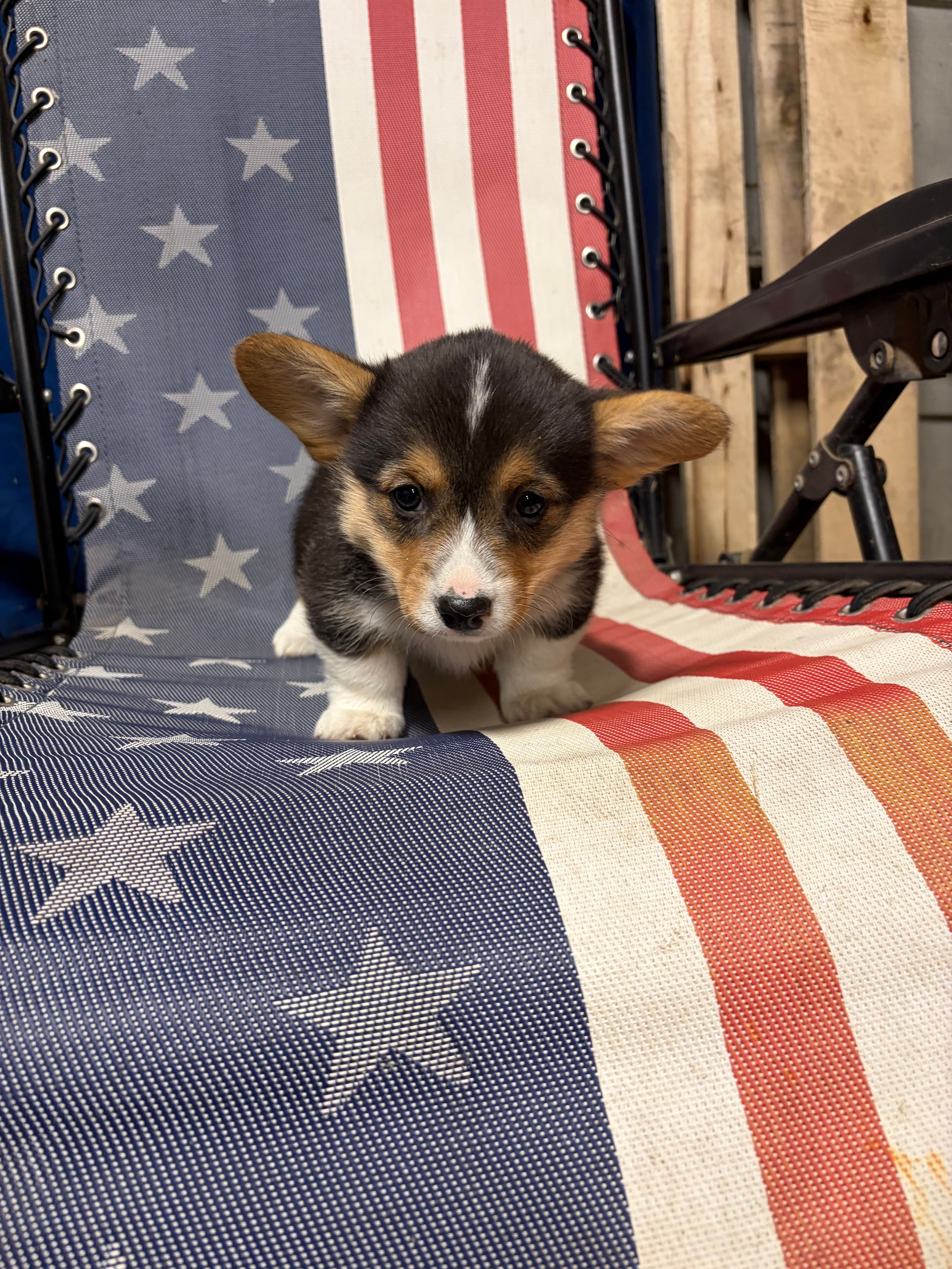 Nacho – Pembroke Welsh Corgi puppy for sale in Rudd, IA