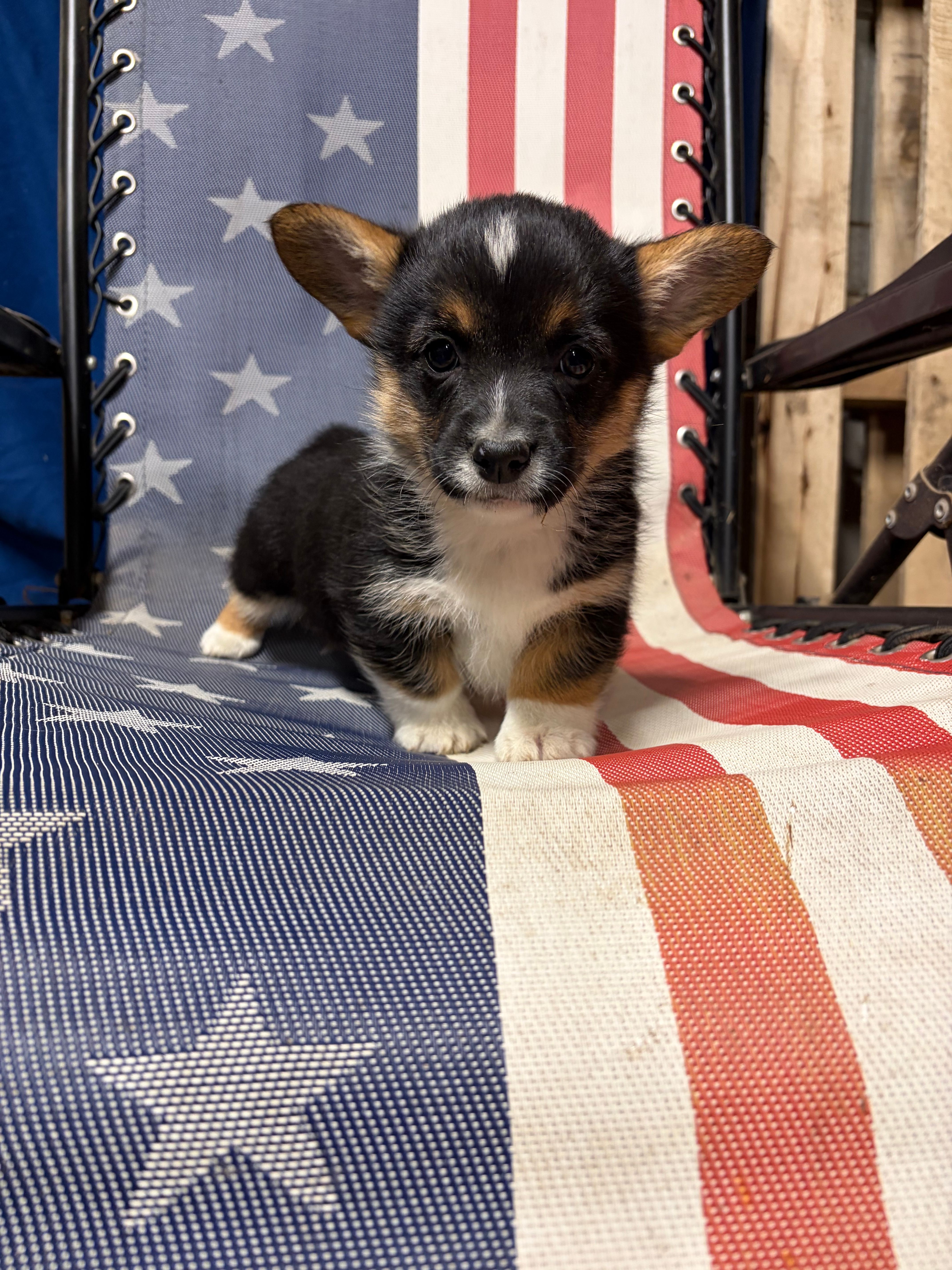 Bella  – Pembroke Welsh Corgi puppy for sale in Rudd, IA