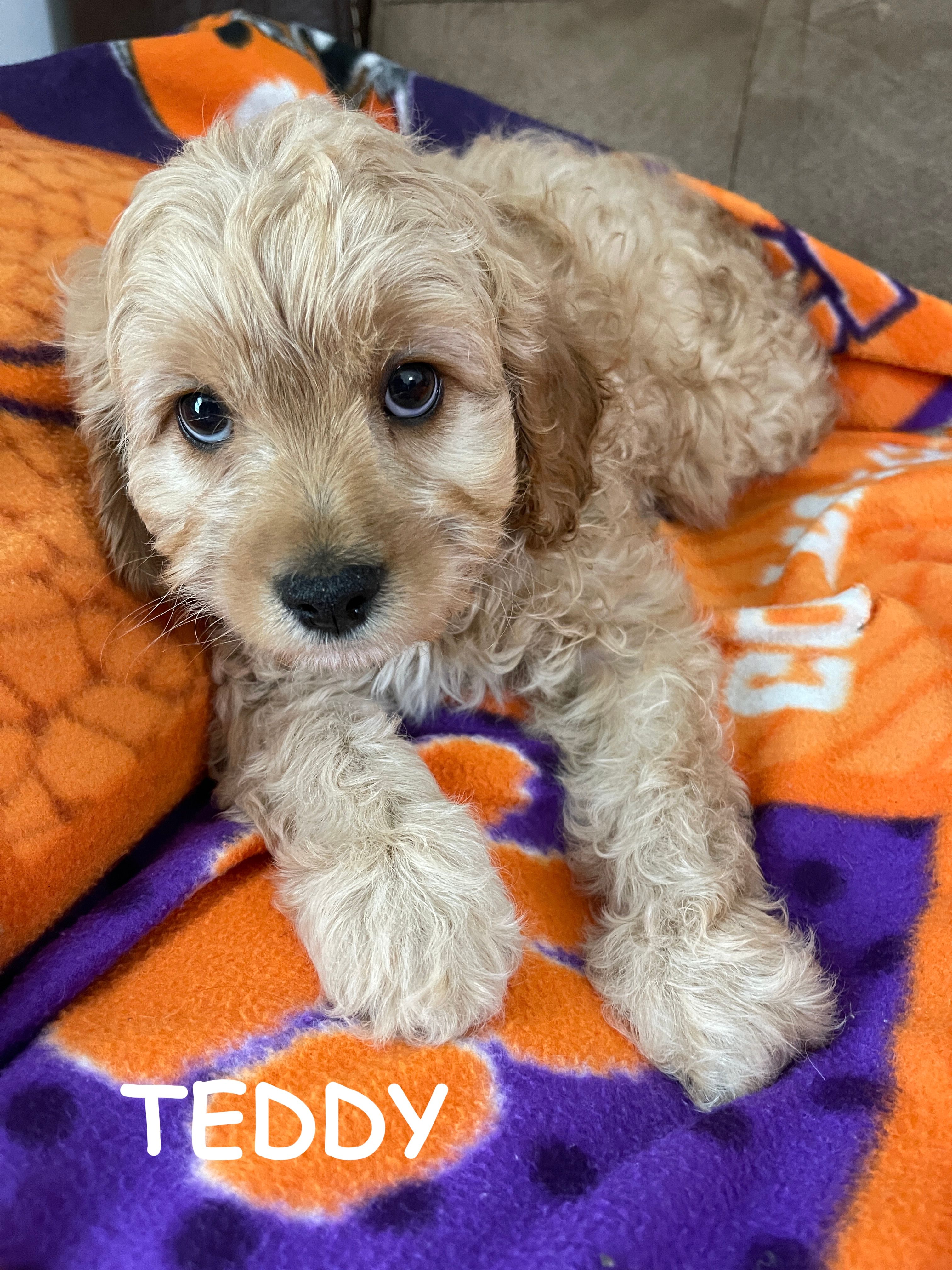 TEDDY F1 – Cavapoo puppy for sale in Due West, SC