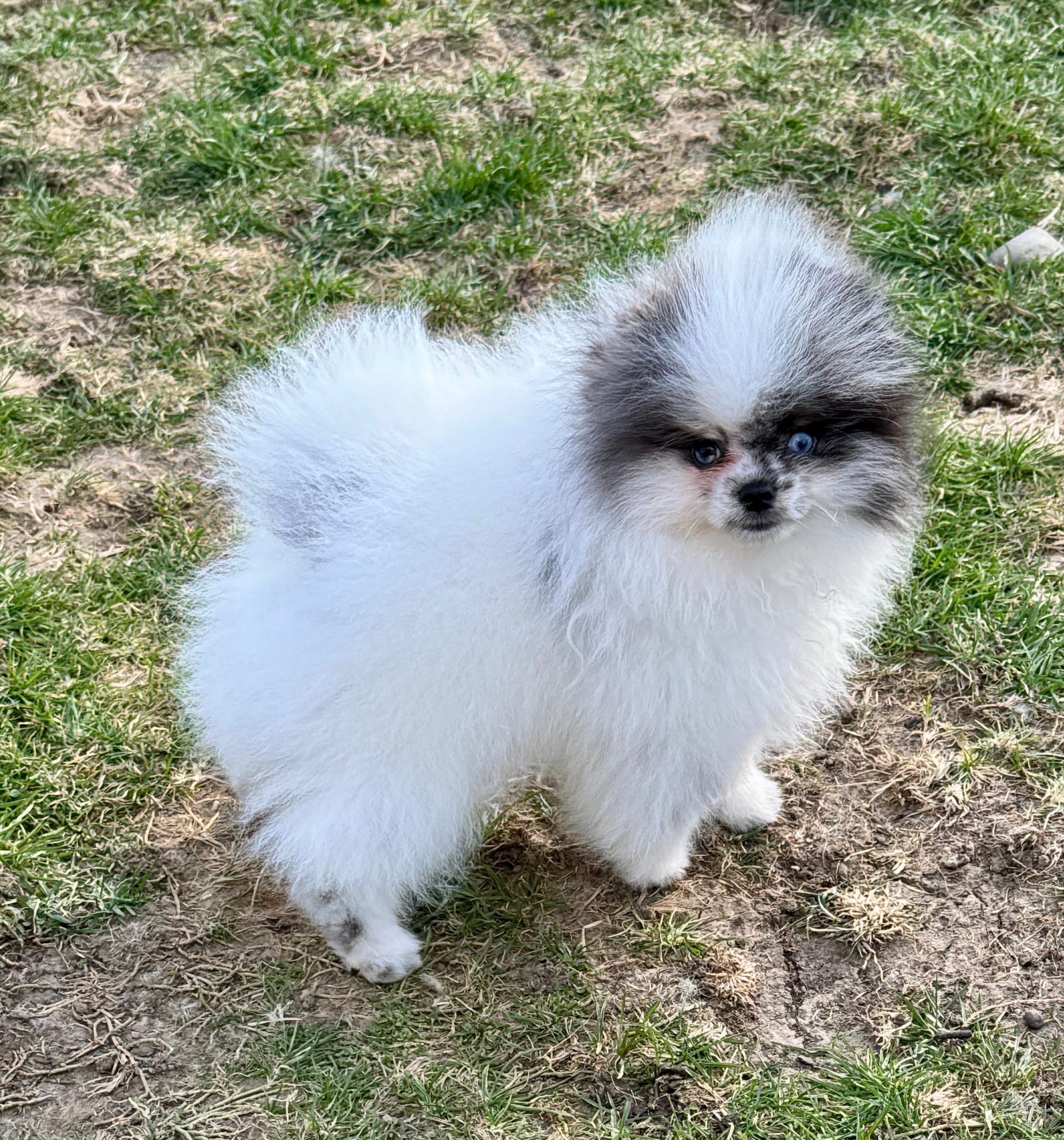 Merle male small blue eyes  – Pomeranian puppy for sale in Bourbonnais, IL