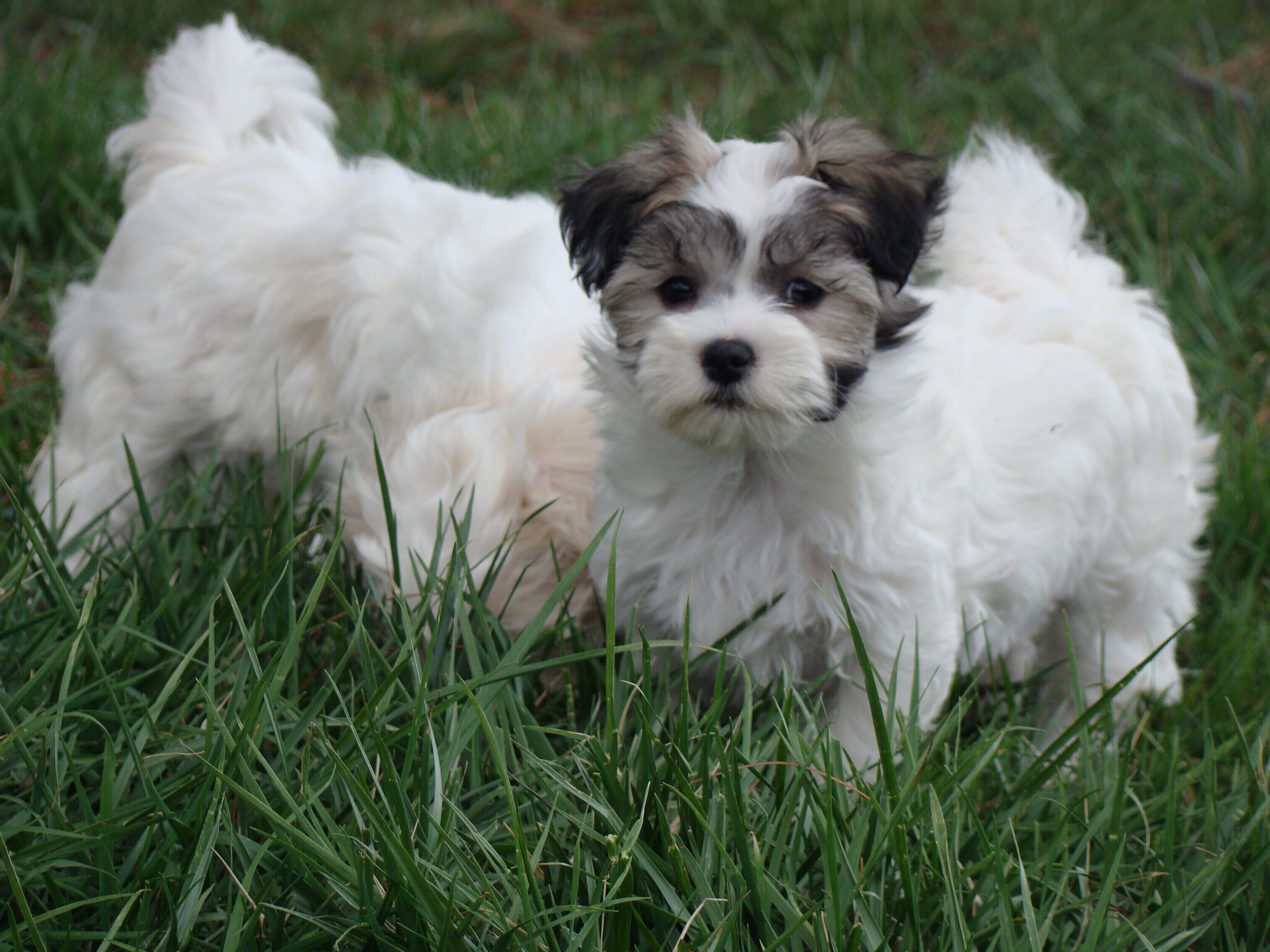 Hanna – Havamalt puppy for sale in Union Bridge, MD
