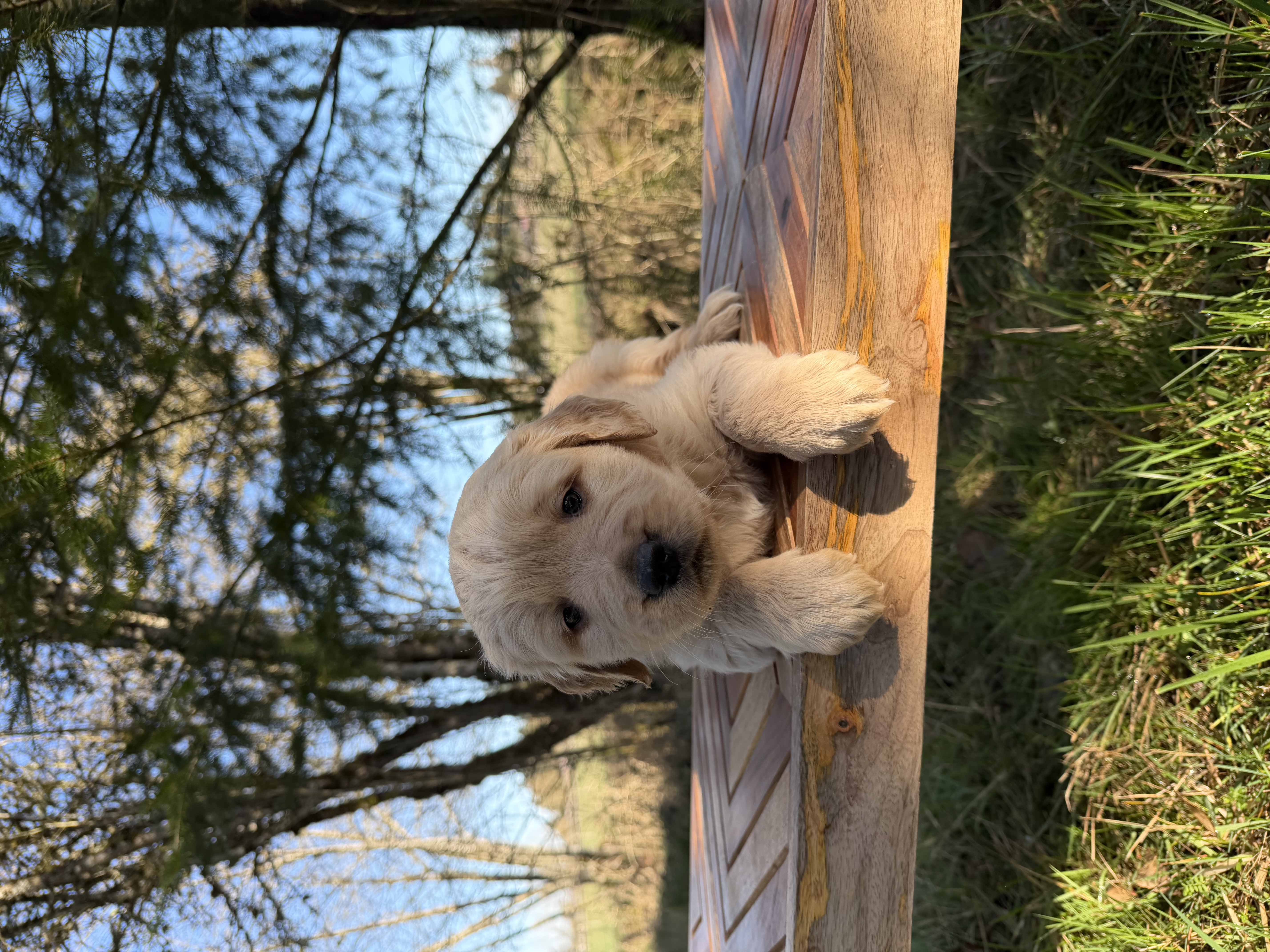 Duke – Golden Retriever puppy for sale in Auburn, WA