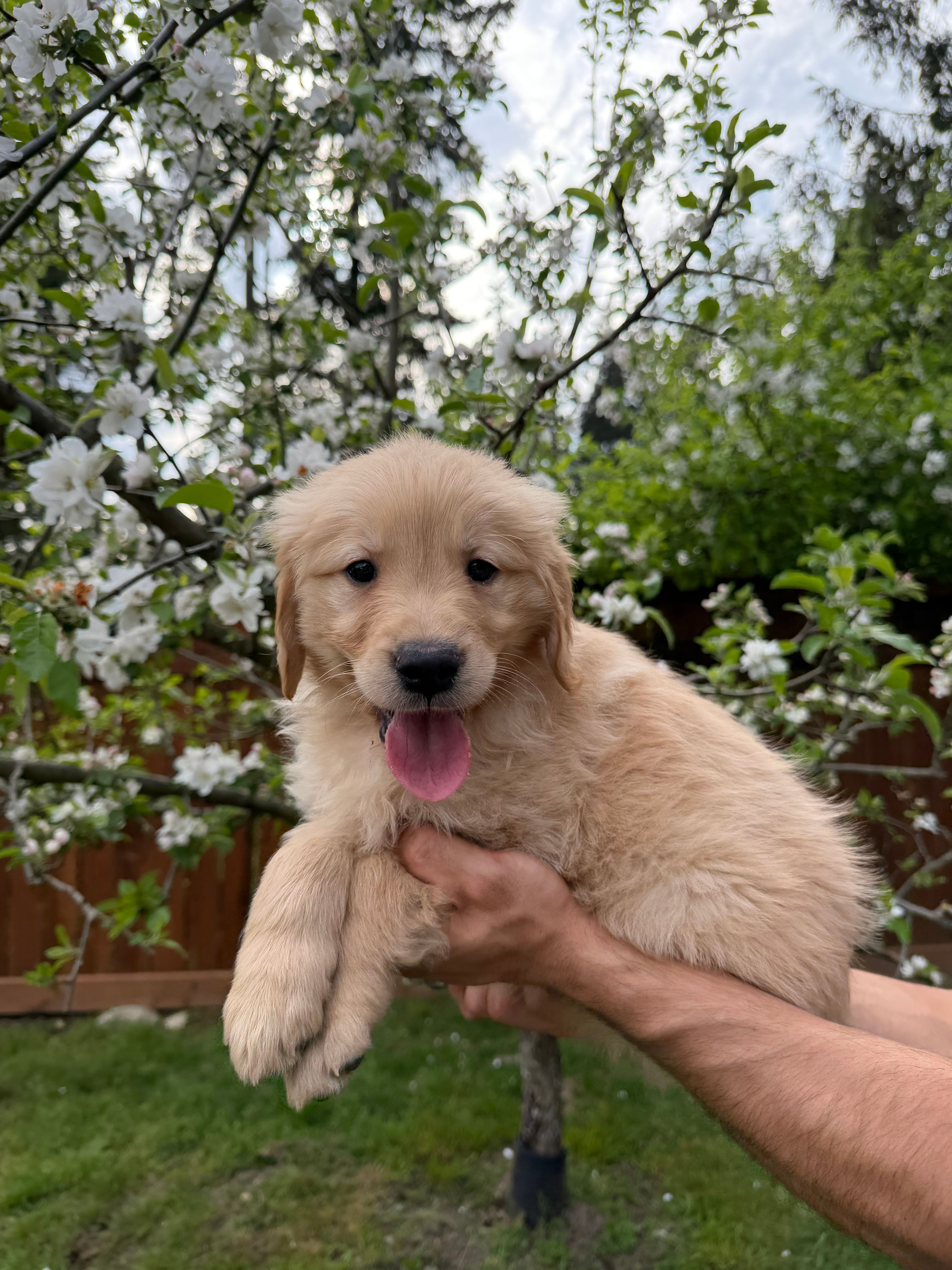 Duke – Golden Retriever puppy for sale in Auburn, WA