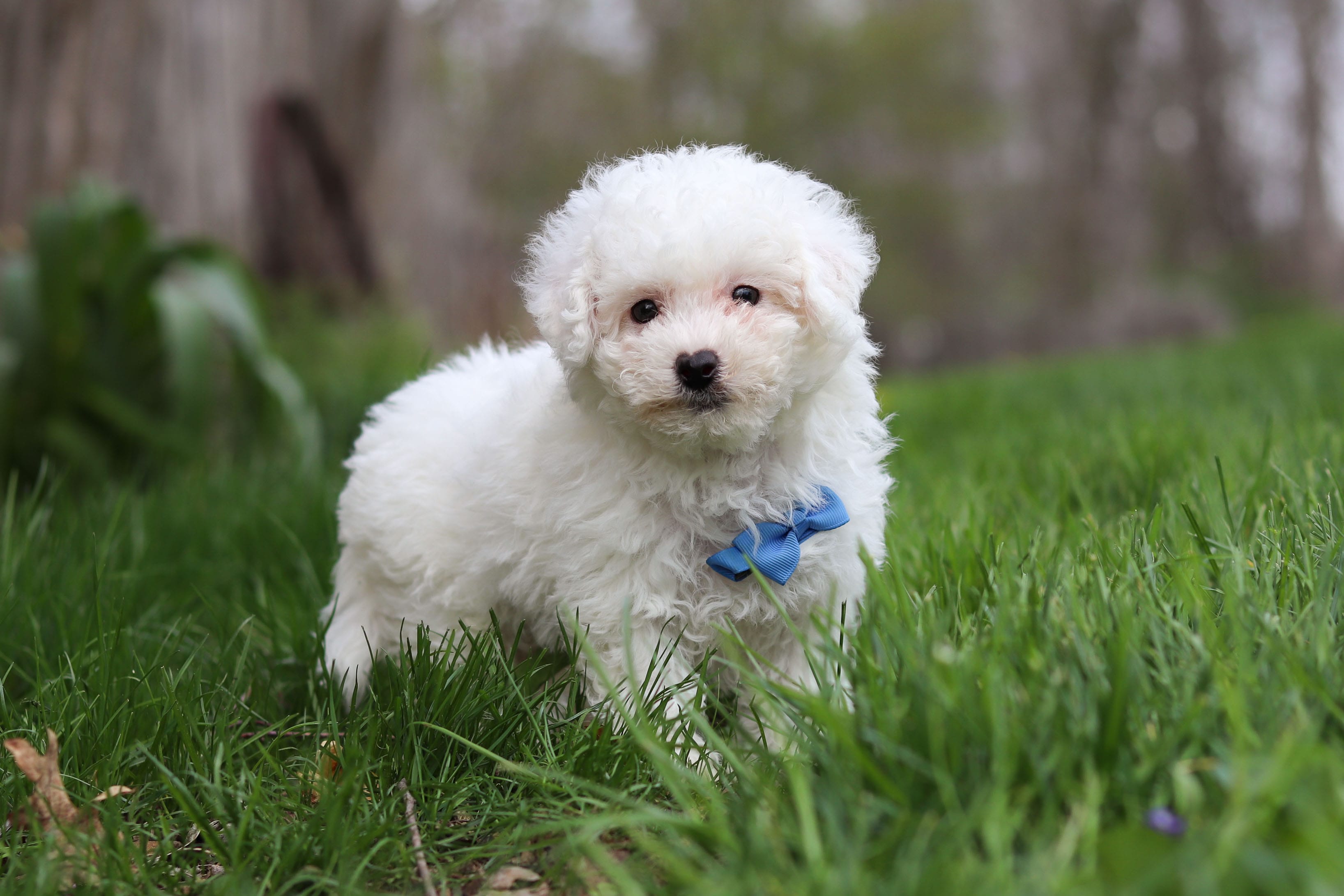Echo – Bichon Frise puppy for sale in Baltic, OH