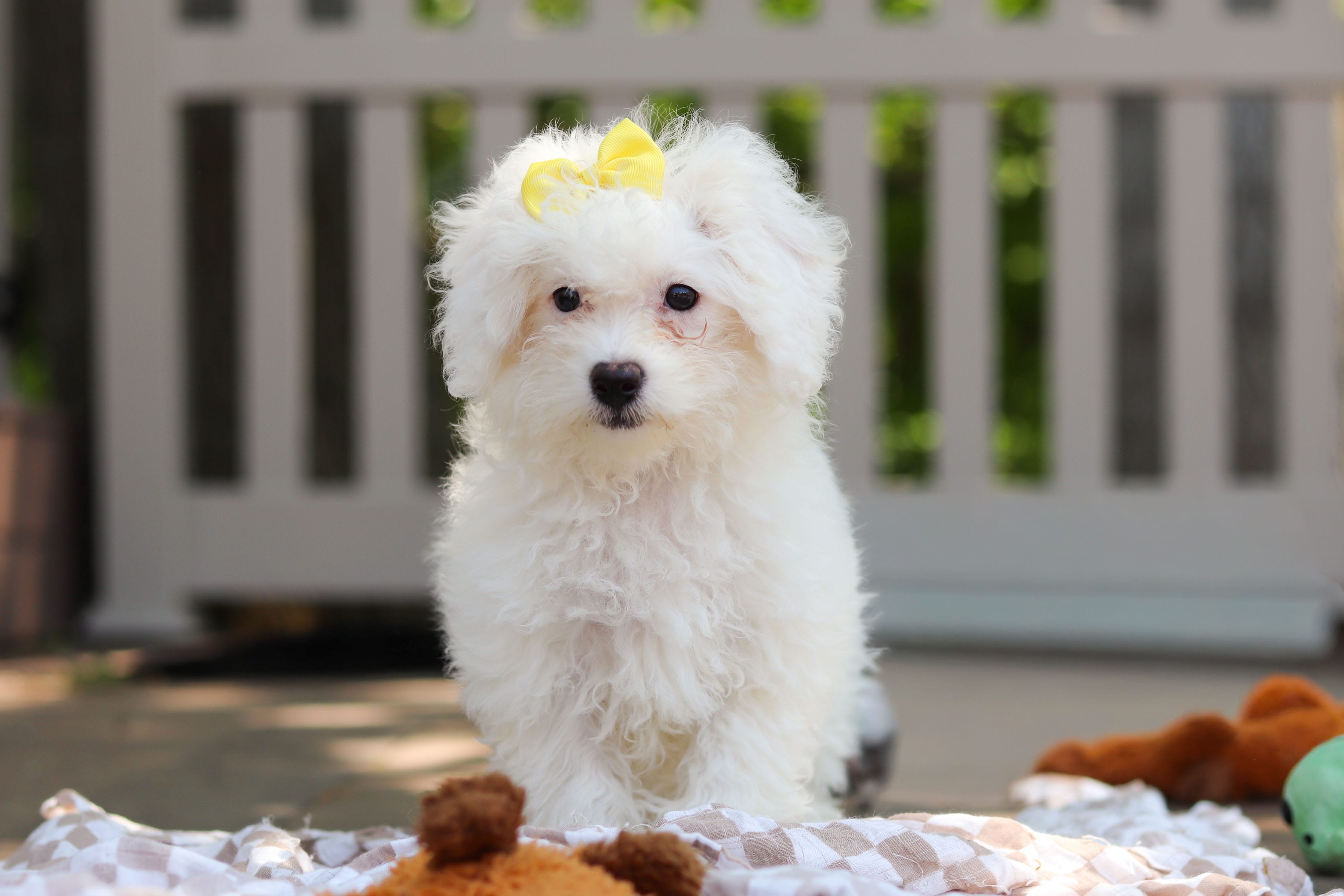 Aspen – Bichon Frise puppy for sale in Baltic, OH