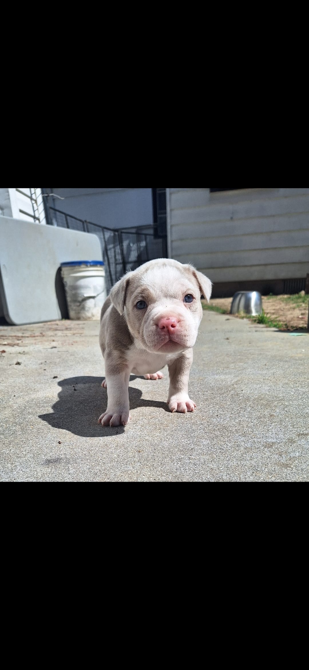 Honey – American Bully puppy for sale in Chesapeake, VA