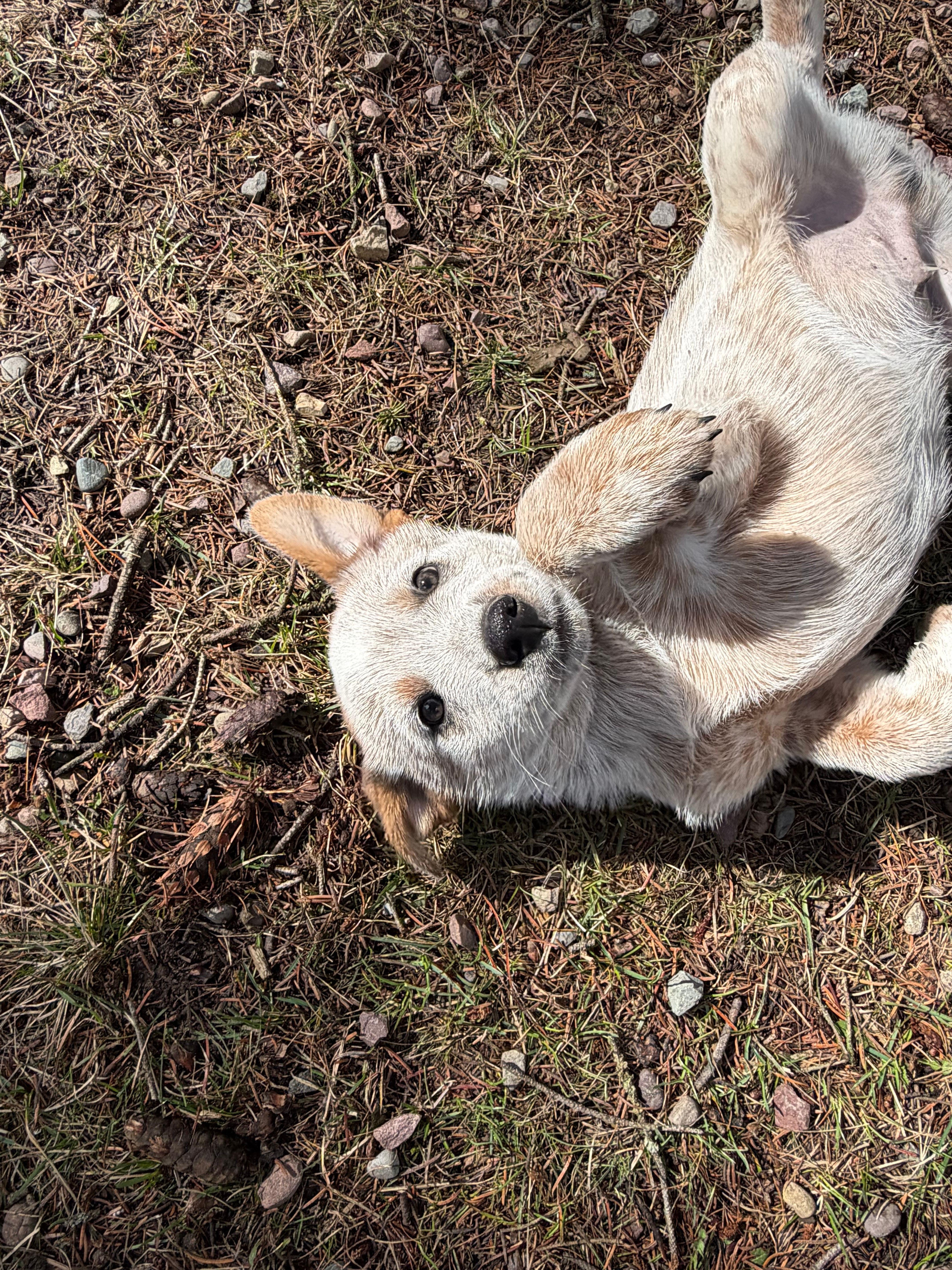 Red Heeler  – Australian Cattle Dog puppy for sale in Columbia Falls, MT