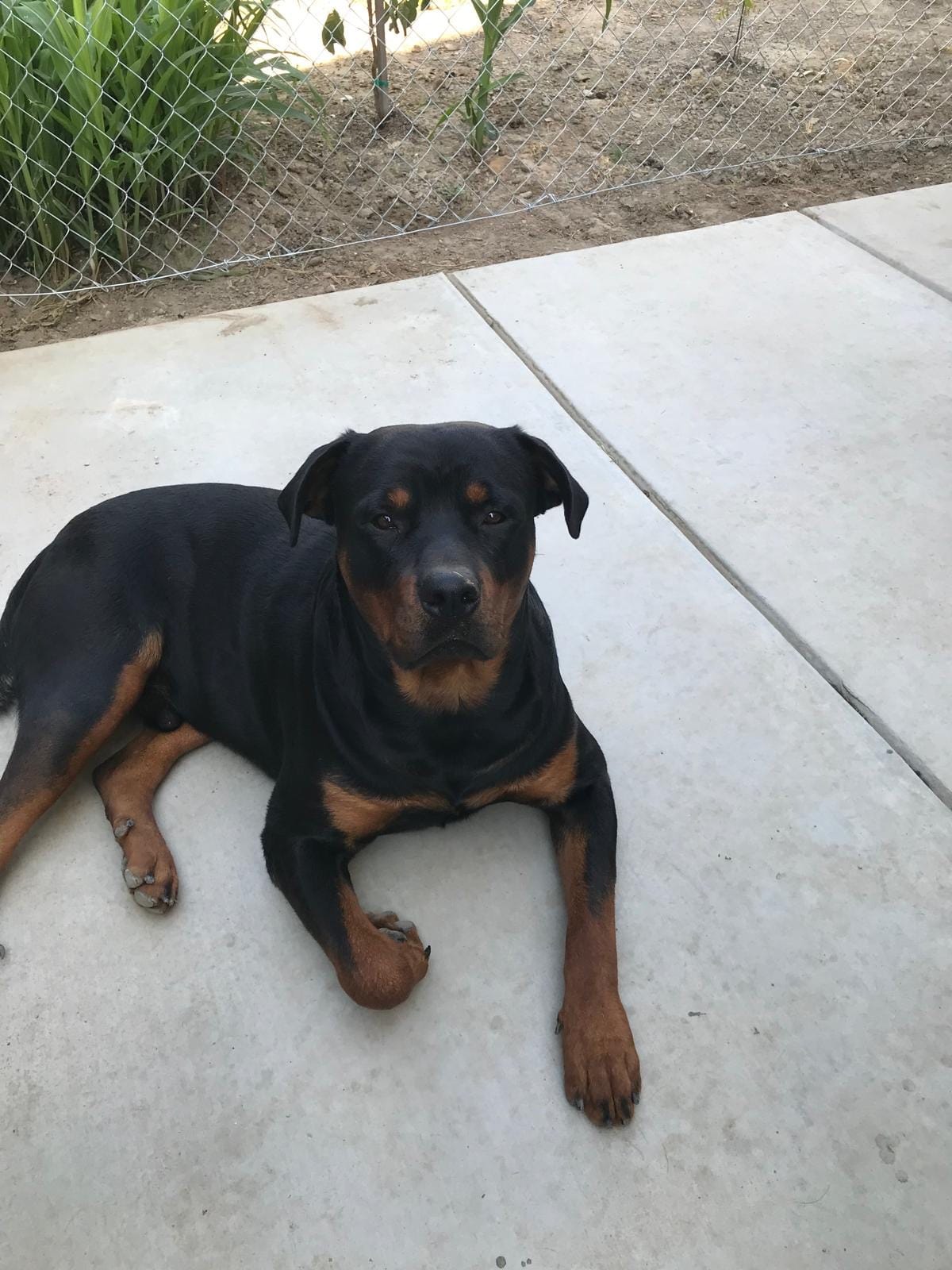 Gabbar – Rottweiler puppy for sale in Fresno, CA