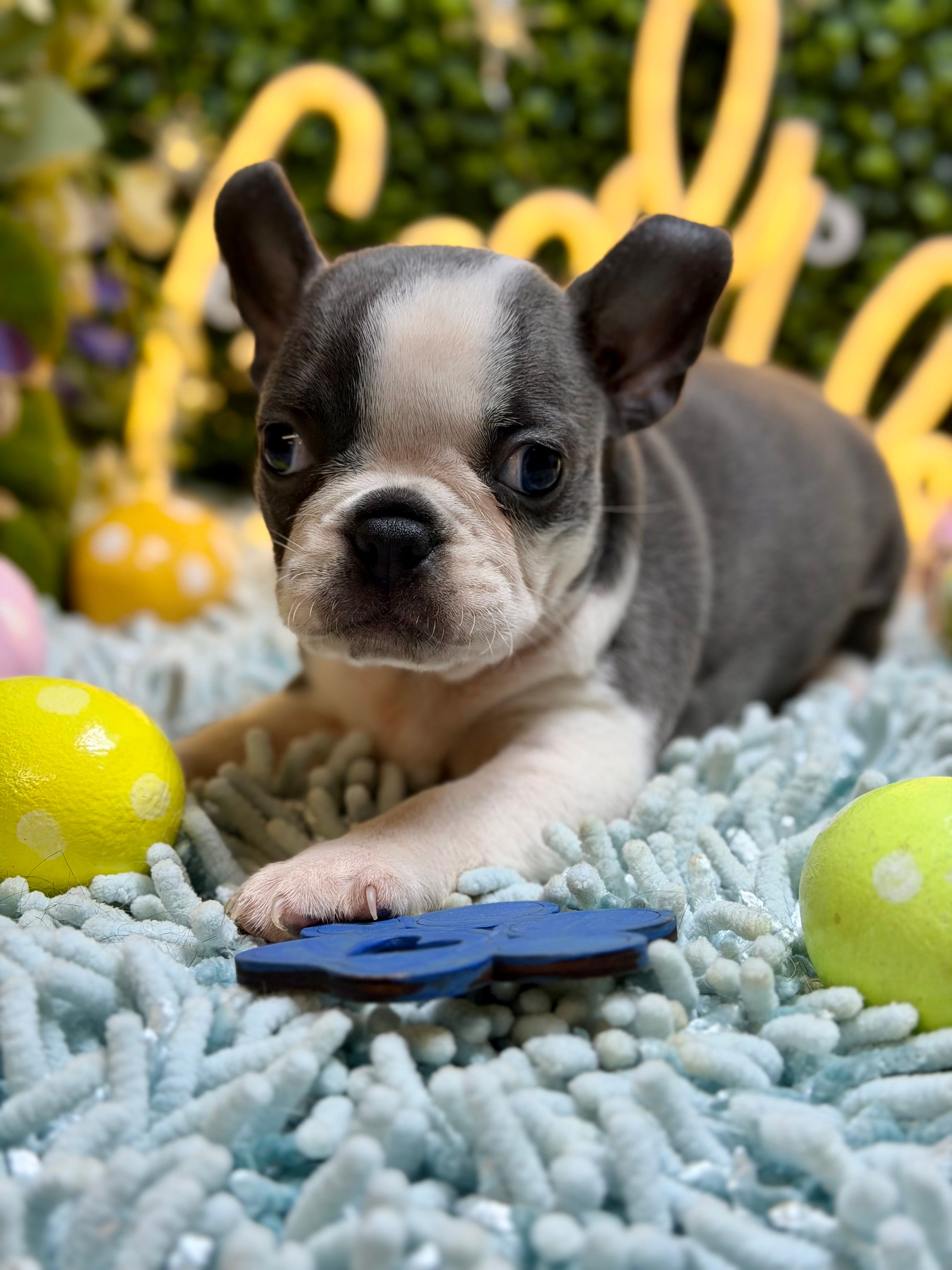 Fenchton – Frenchton puppy for sale in Broxton, GA