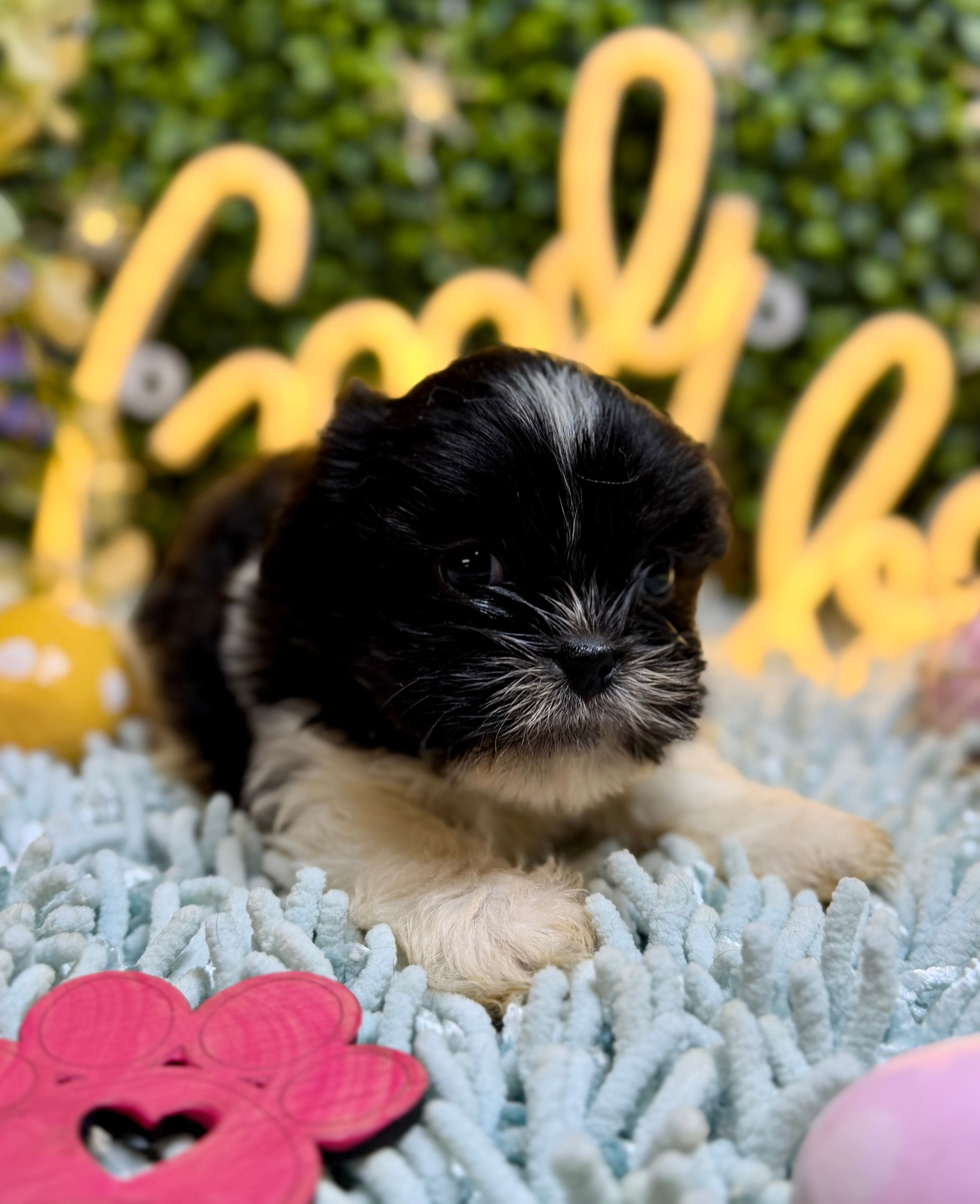 Shihtzu  – Shih Tzu puppy for sale in Broxton, GA