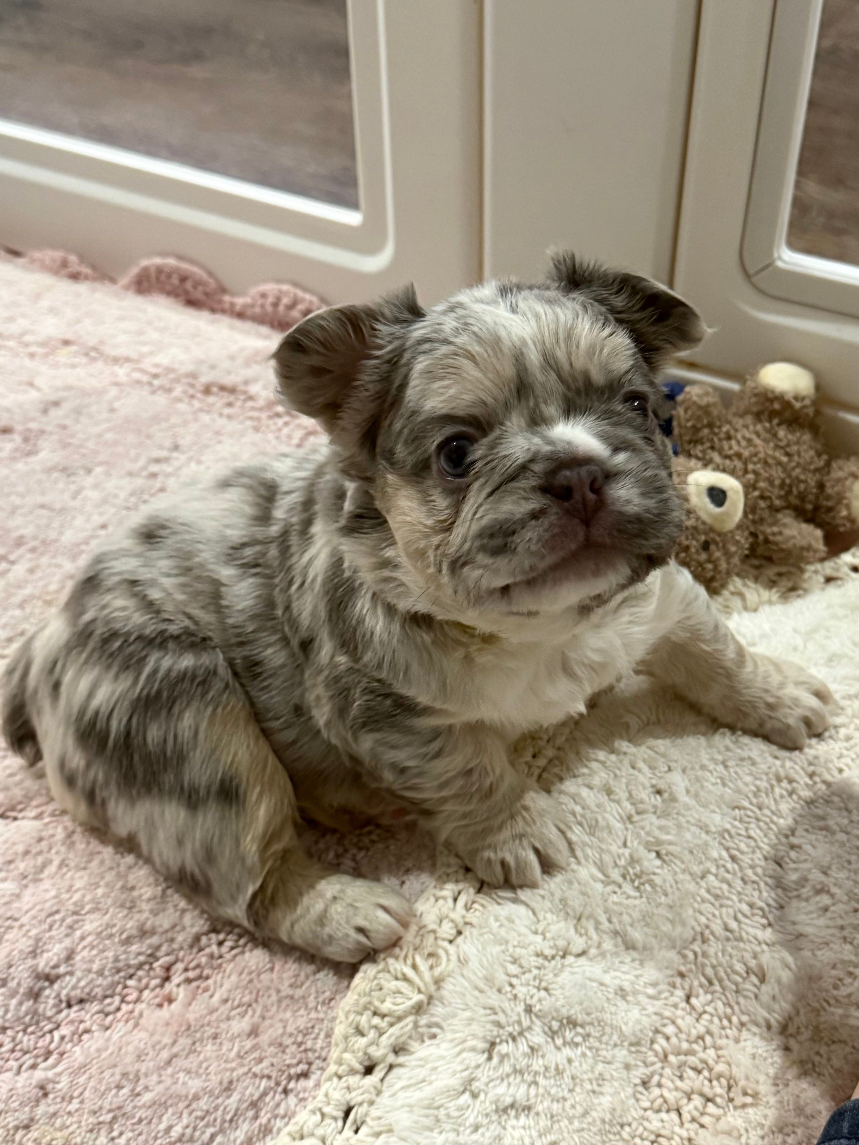 Dublin – French Bulldog puppy for sale in Greenville, TX
