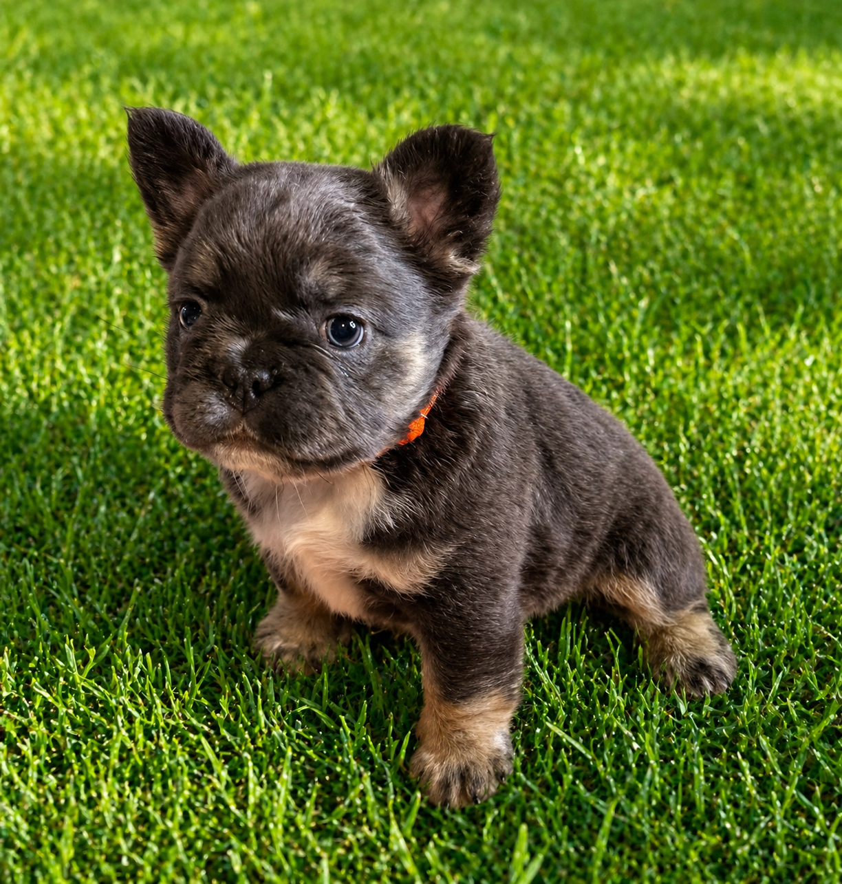 Finley – French Bulldog puppy for sale in Greenville, TX