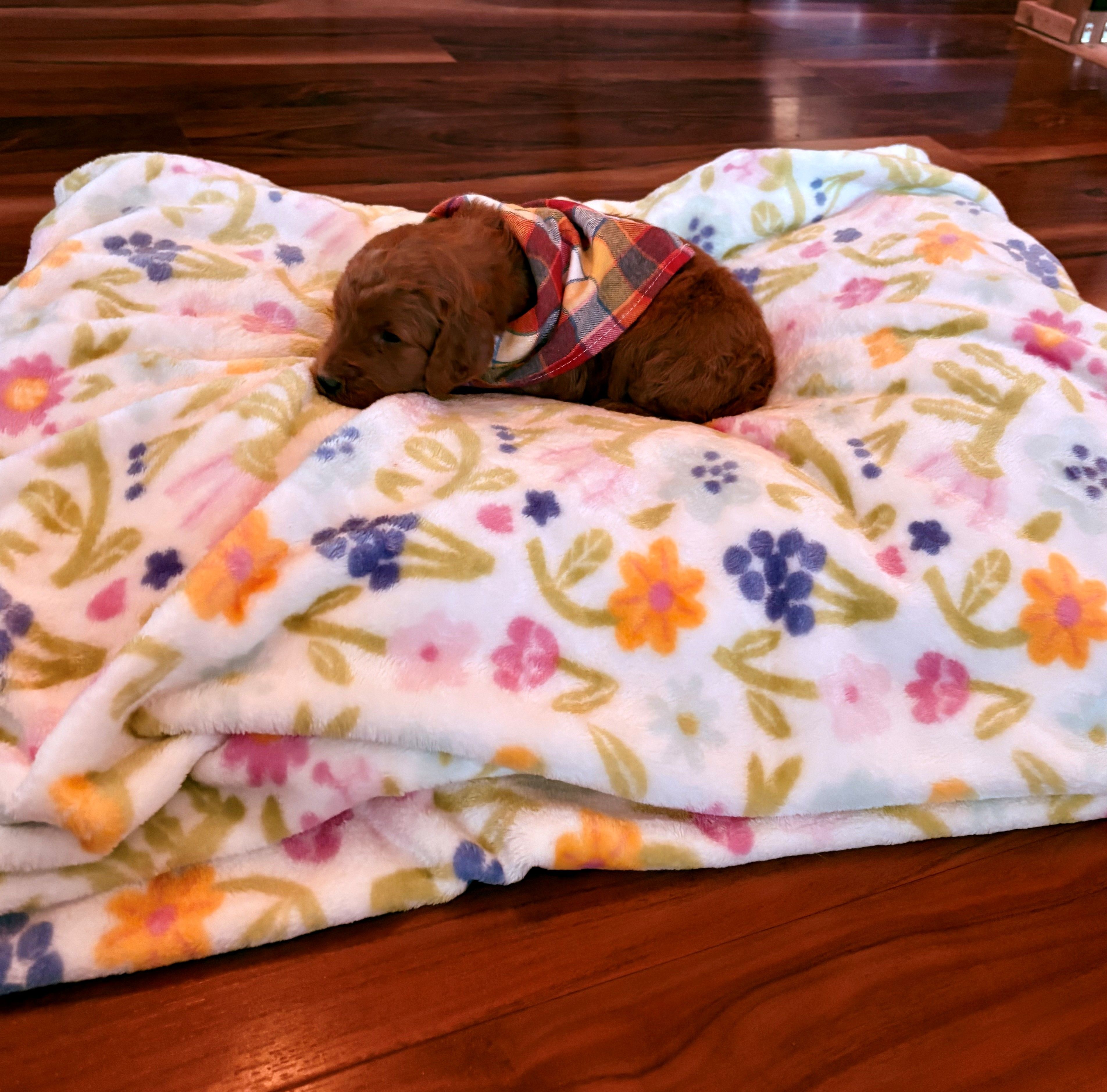 Beautiful Minnie! – Poodle - Standard  puppy for sale in El Dorado, KS