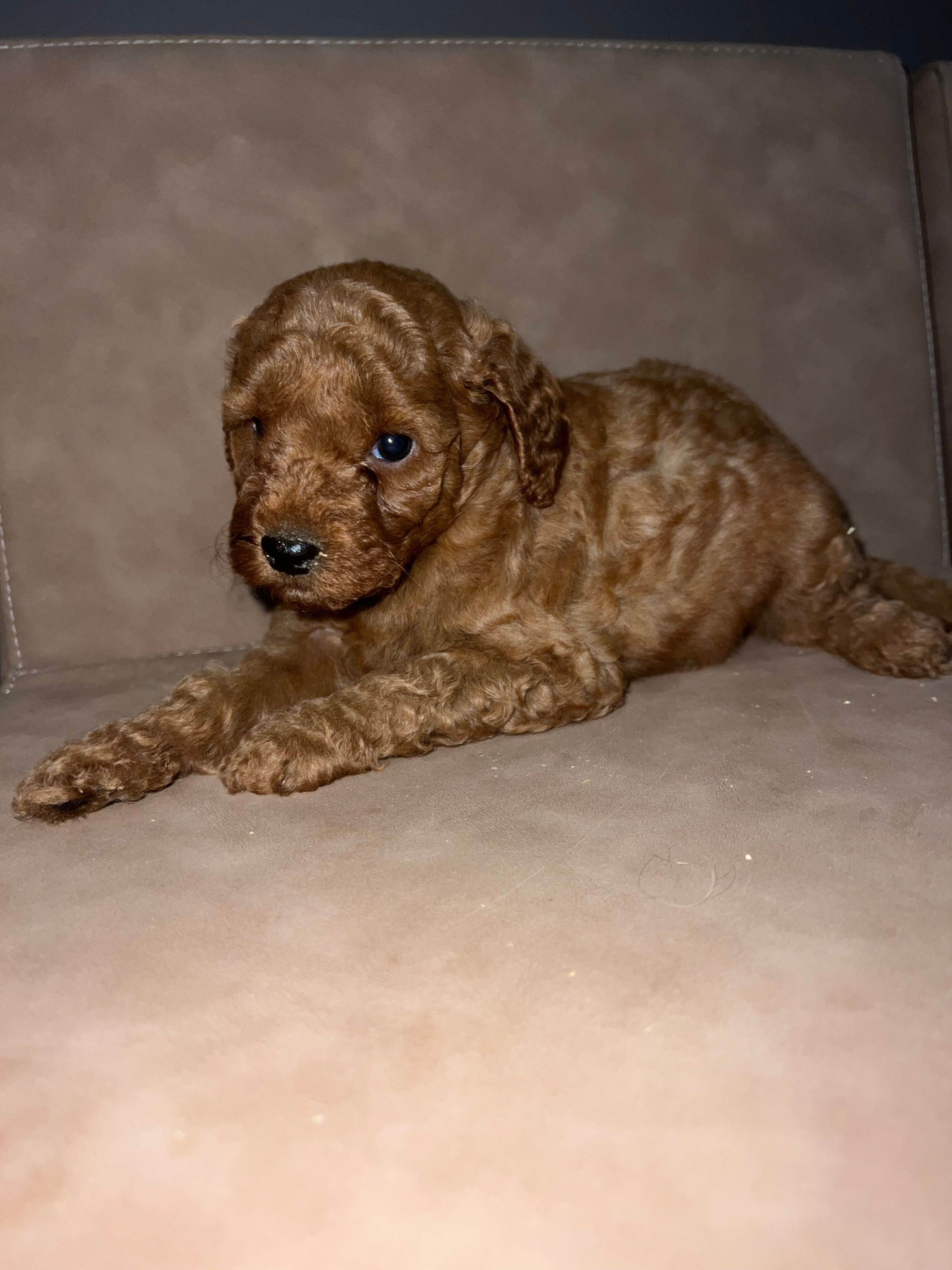 Maple – Miniature Goldendoodle puppy for sale in Atlanta, GA