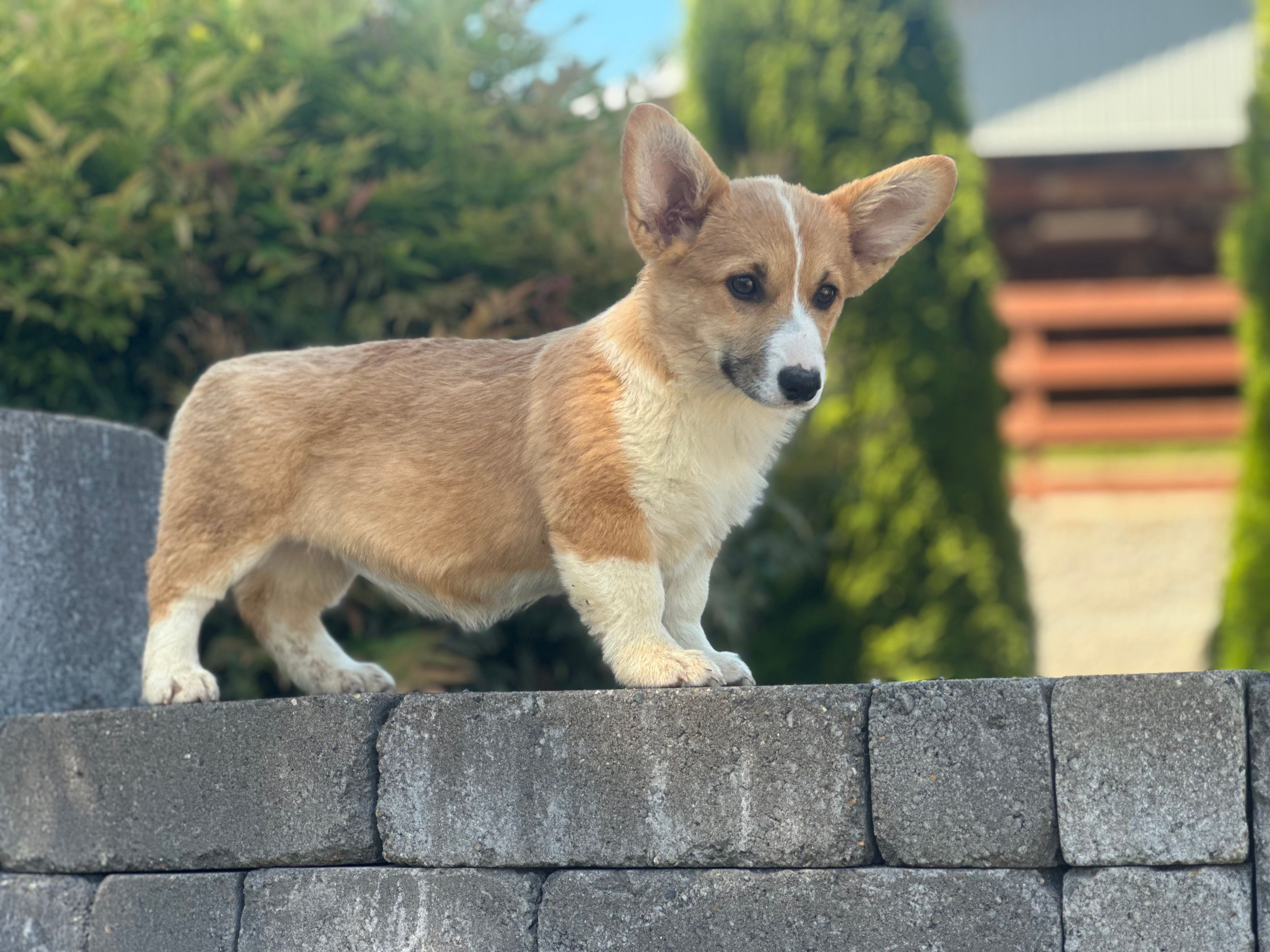 Hazel - weekend special – Pembroke Welsh Corgi puppy for sale in Centralia, WA