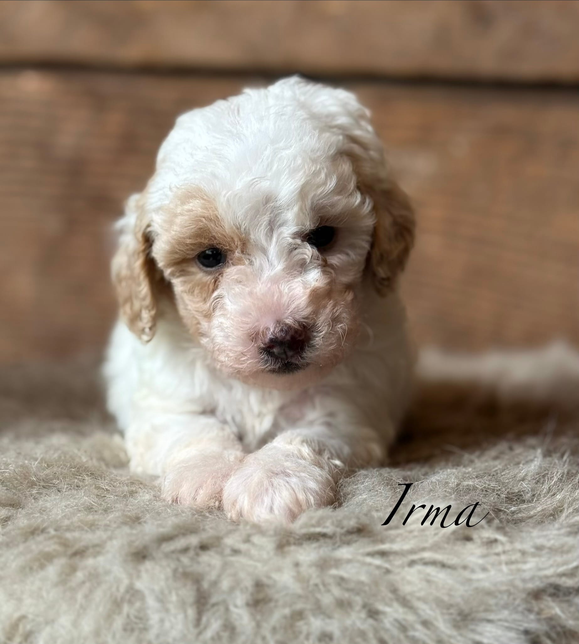Irma – Poodle - Miniature  puppy for sale in Centralia, WA