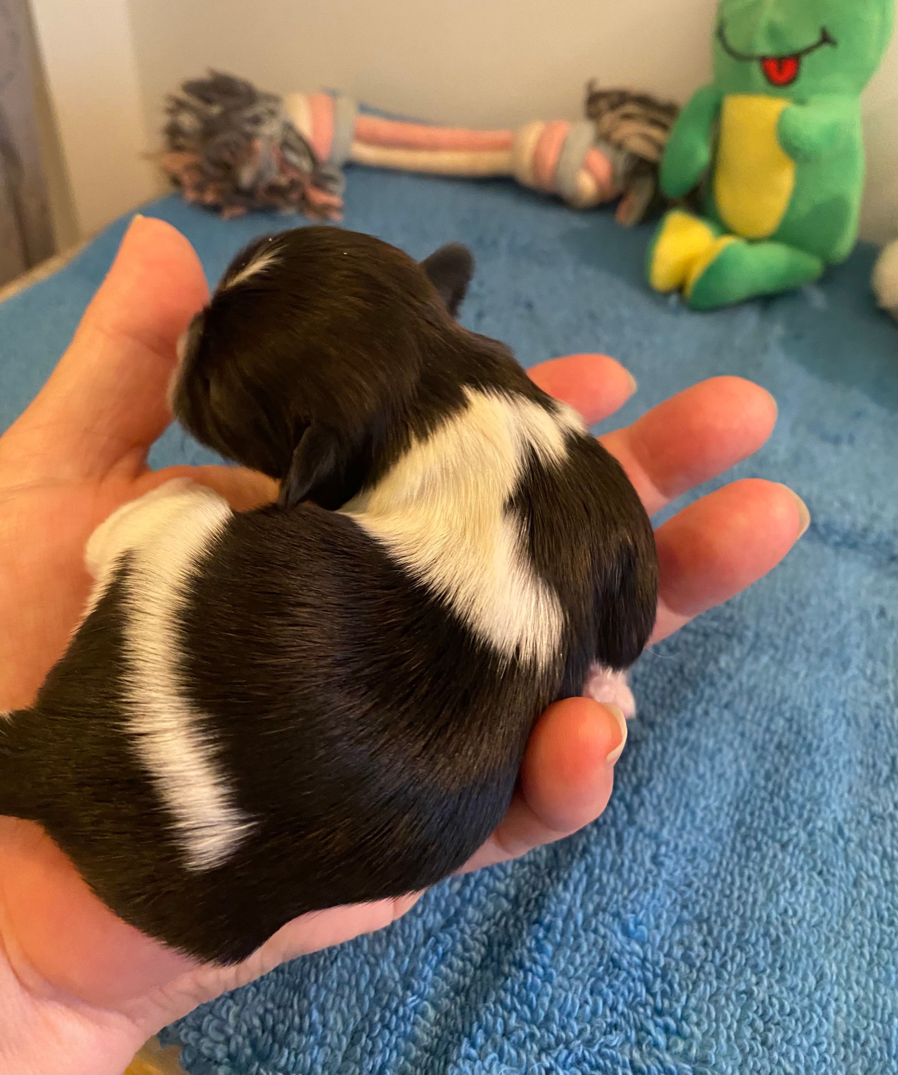 Imperial Jasmine – Shih Tzu puppy for sale in Lexington, NC