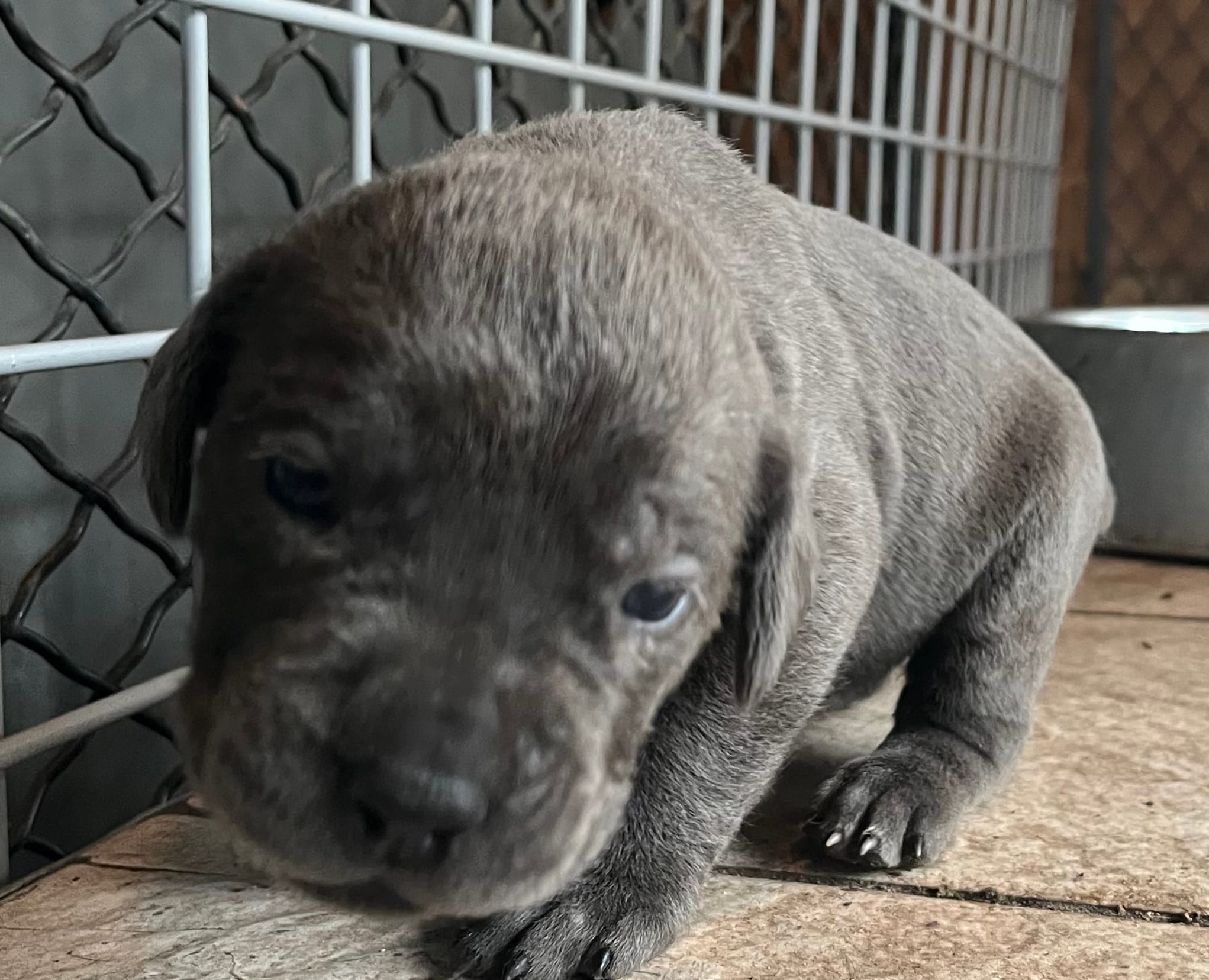 Black one – Cane Corso puppy for sale in Michigan, MI