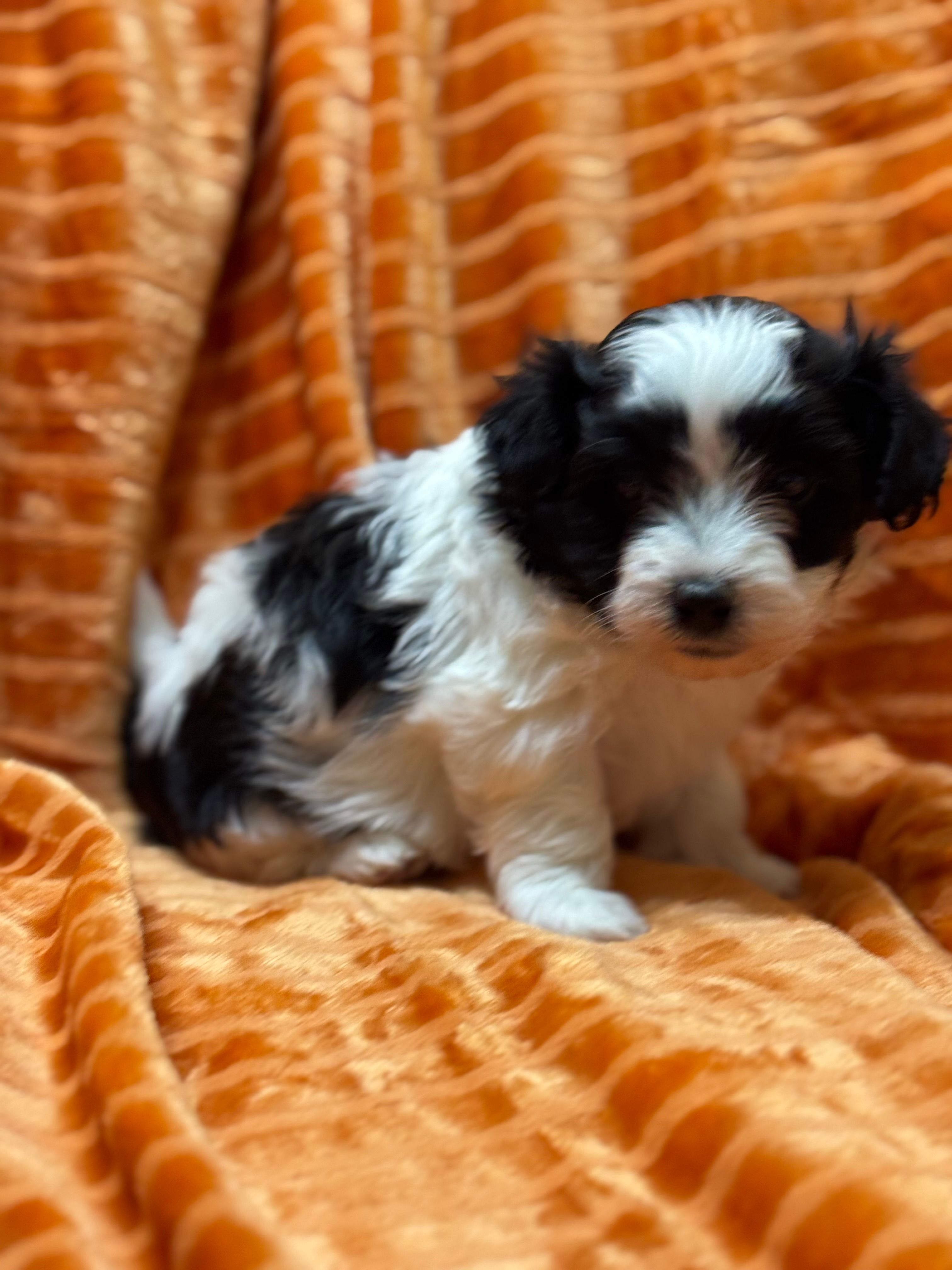 Bob – Maltipoo puppy for sale in Monroe, NC