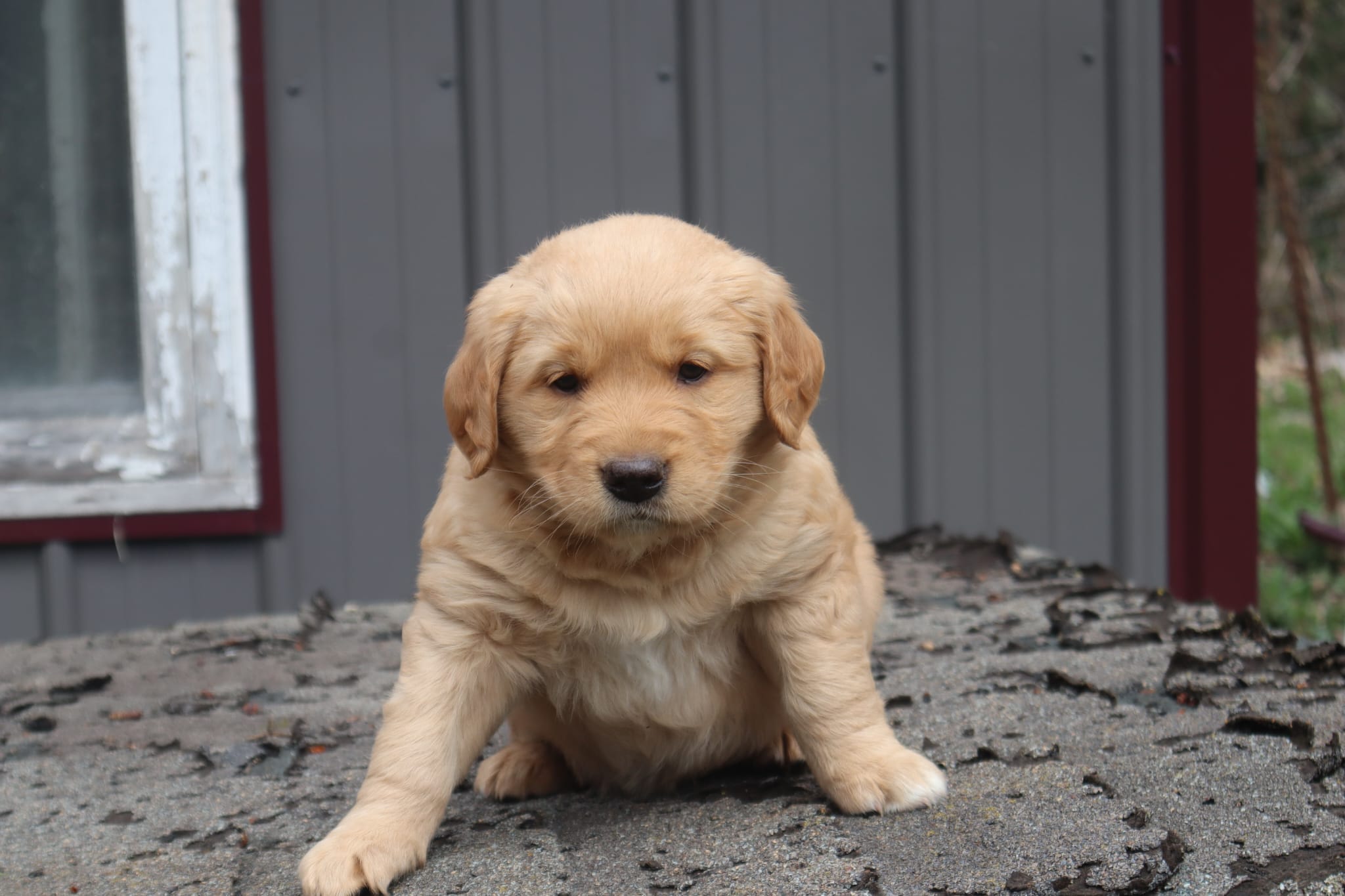 Male – Border Collie, Golden Retriever puppy for sale in Sheldon, WI