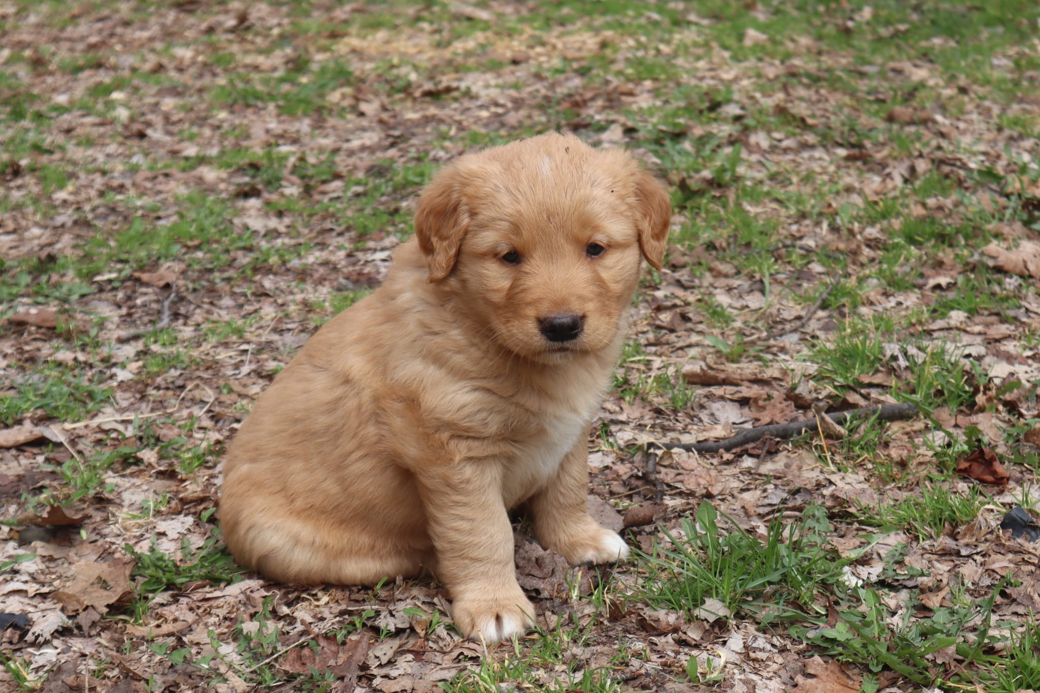 Male 2 – Border Collie, Golden Retriever puppy for sale in Sheldon, WI