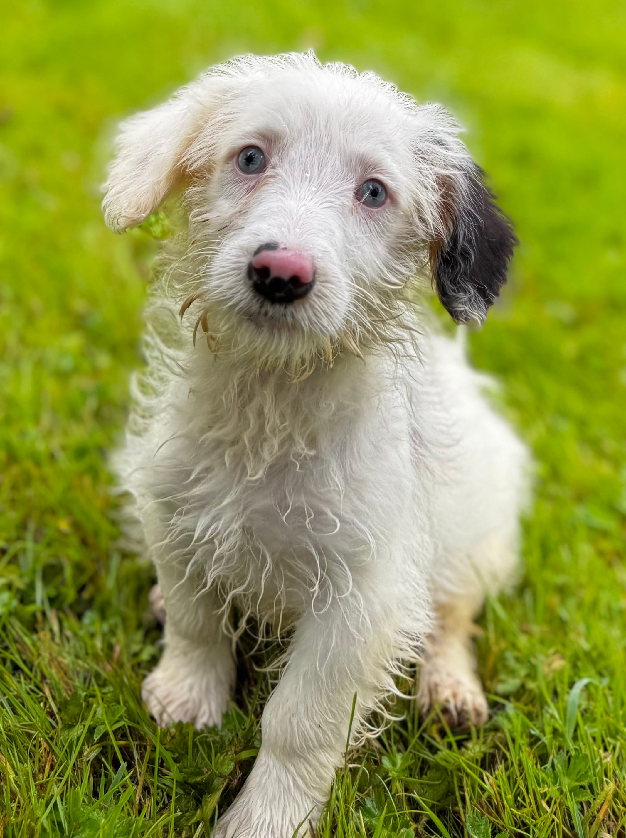 Latte – Pembroke Welsh Corgi, Poodle - Miniature  puppy for sale in Bellingham, WA