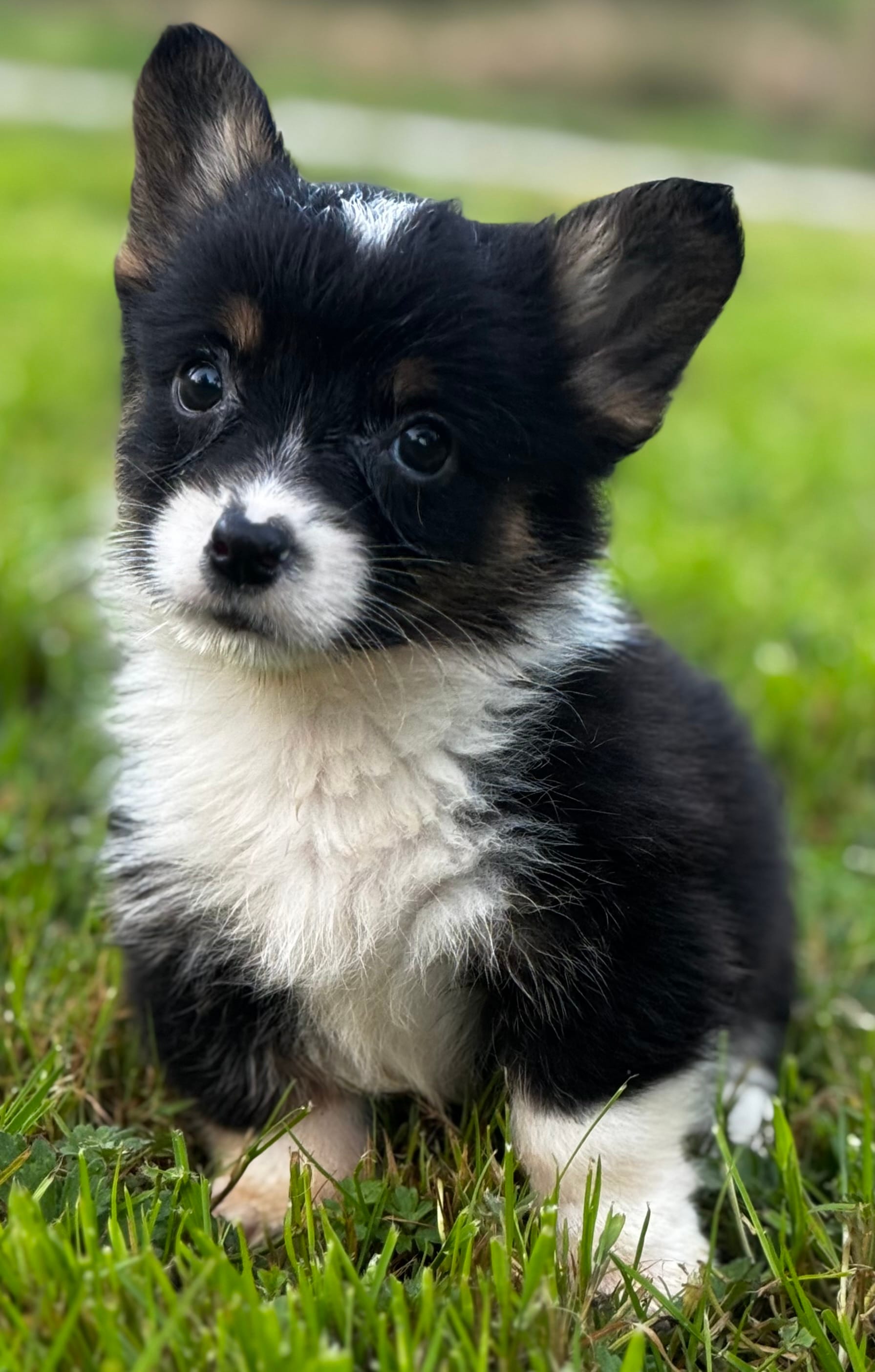 Remi – Pembroke Welsh Corgi puppy for sale in Bellingham, WA