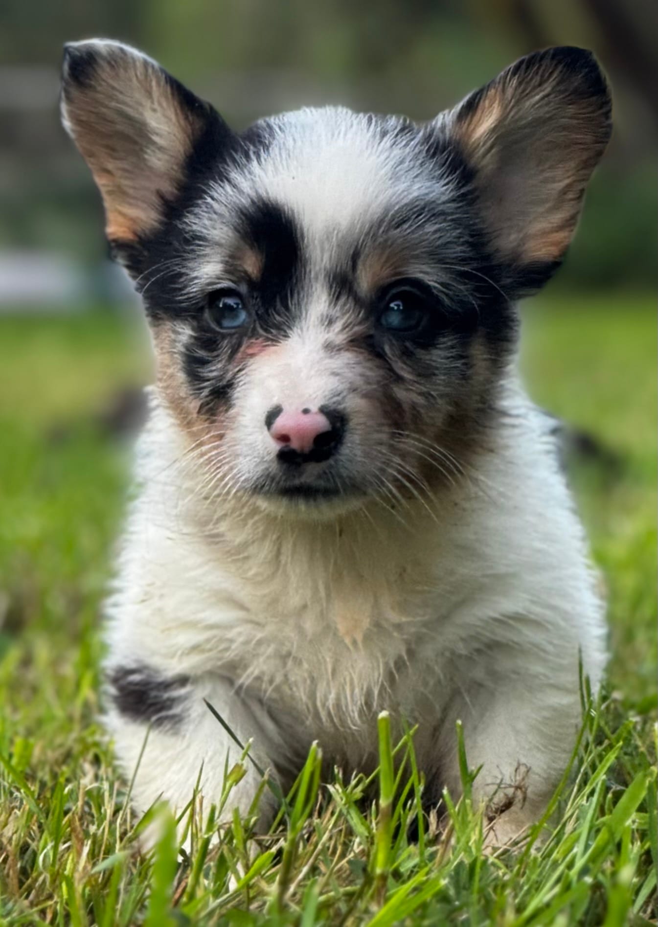 Trigger – Pembroke Welsh Corgi puppy for sale in Bellingham, WA