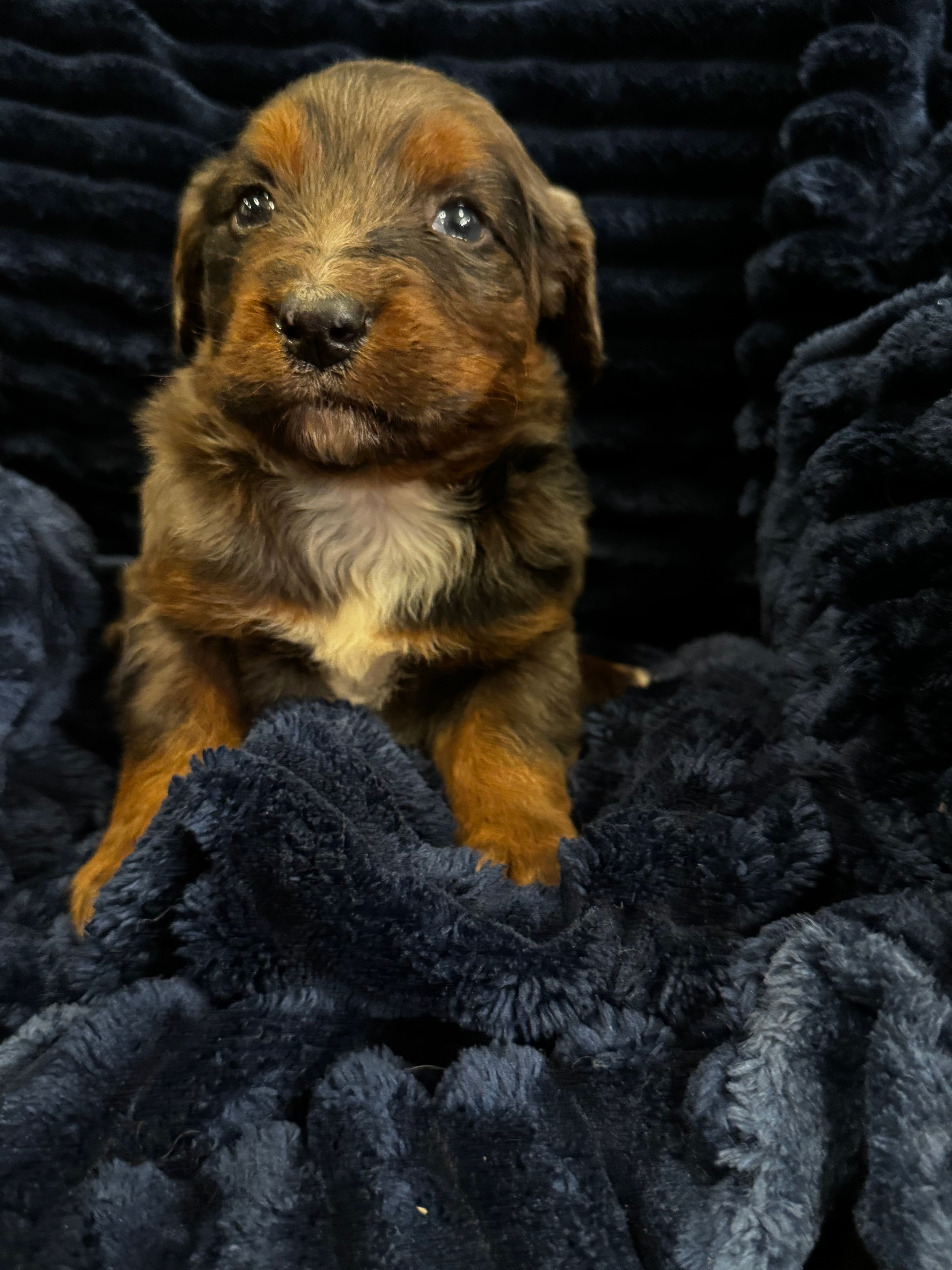 Apollo-Mountain Aussiedoodle