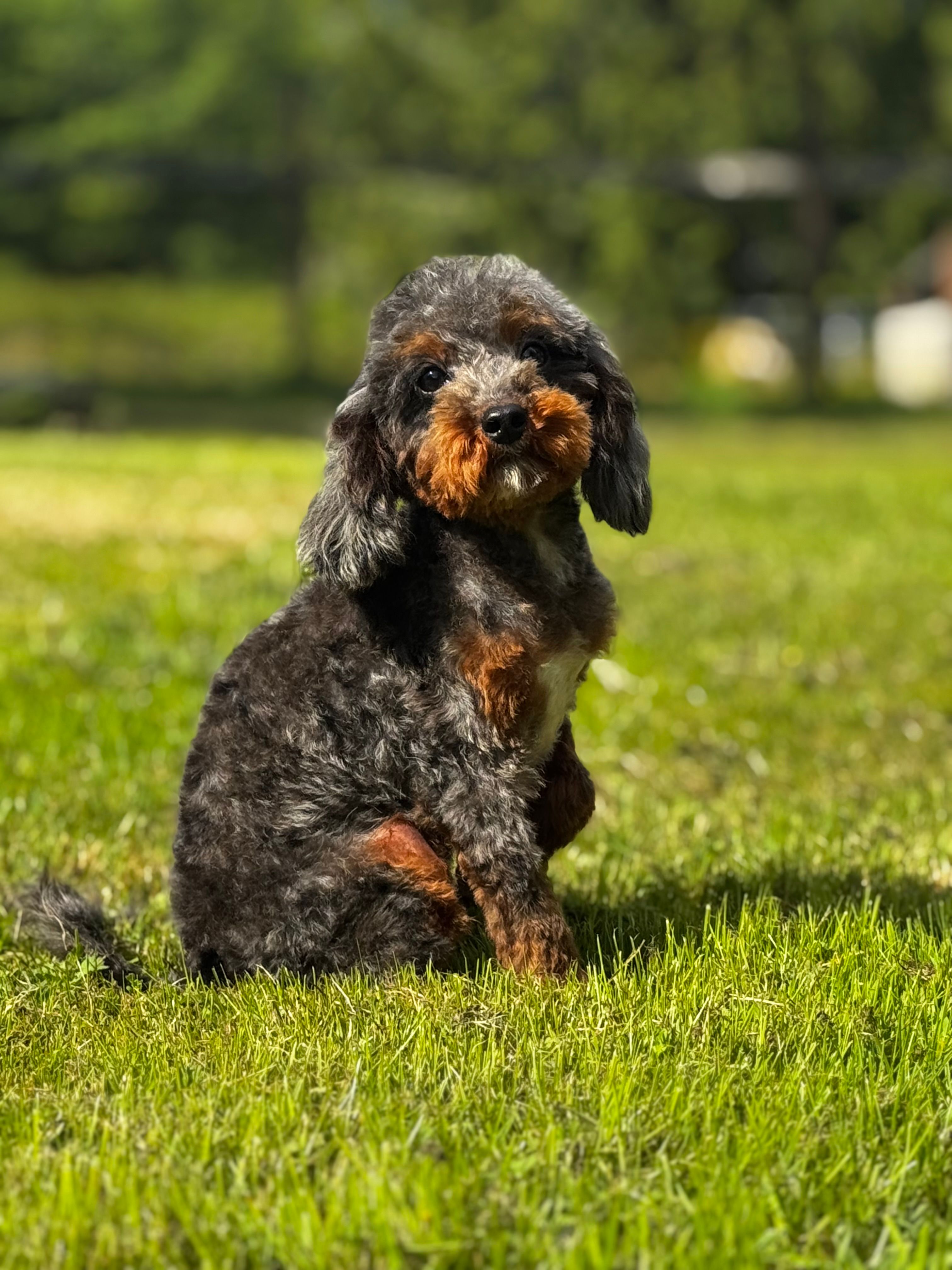 Christopher – Poodle - Miniature  puppy for sale in Bellingham, WA