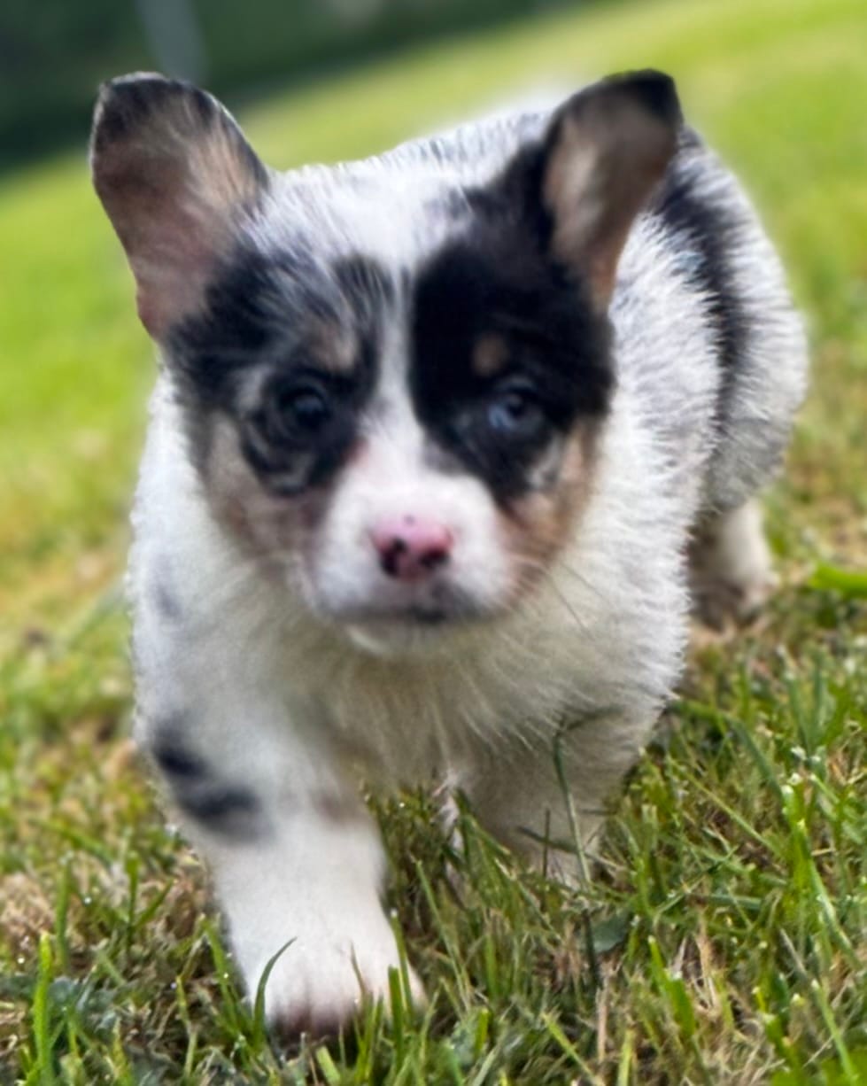 Chester – Pembroke Welsh Corgi puppy for sale in Bellingham, WA