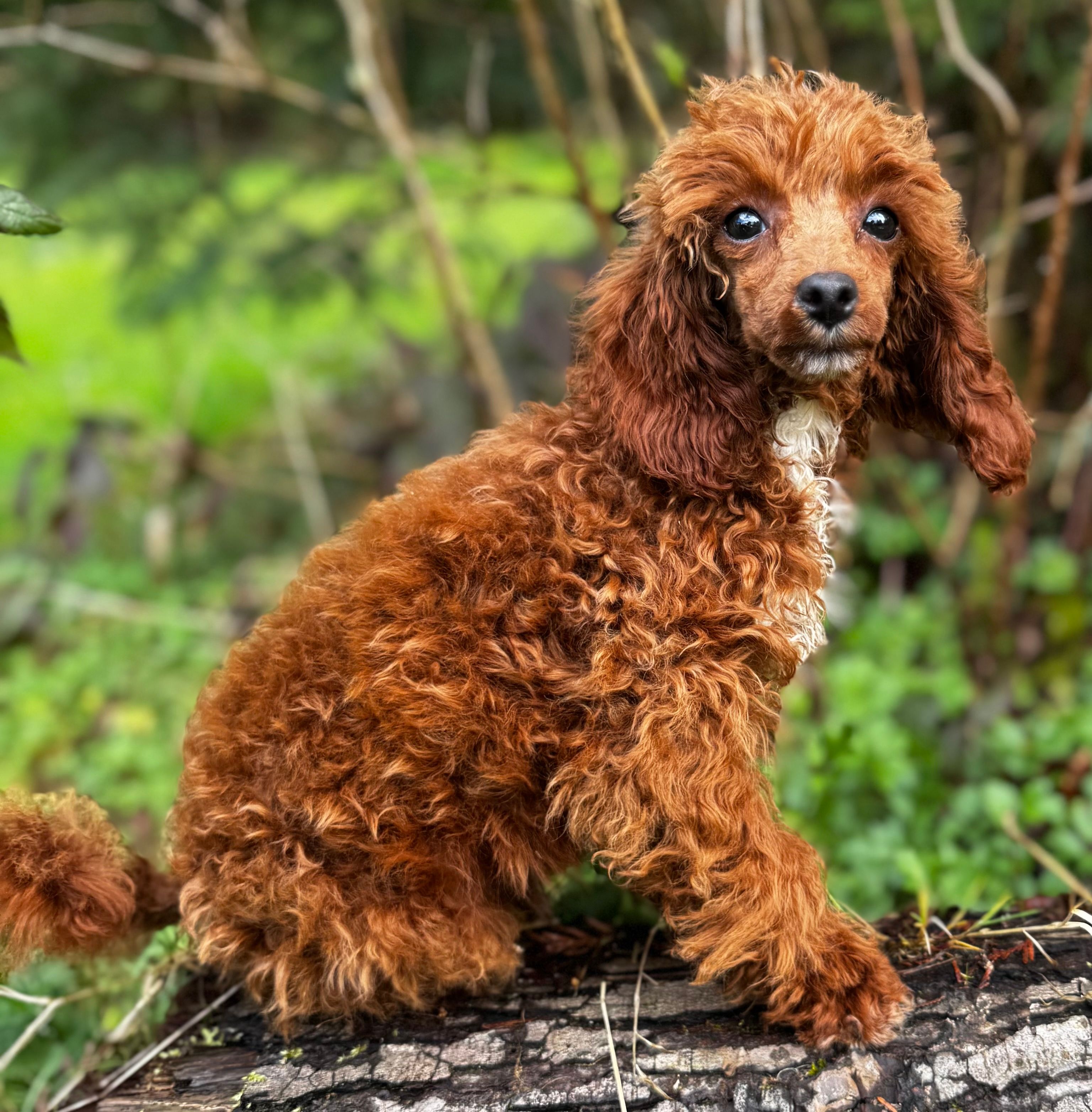 Pooh Bear – Poodle - Miniature  puppy for sale in Bellingham, WA