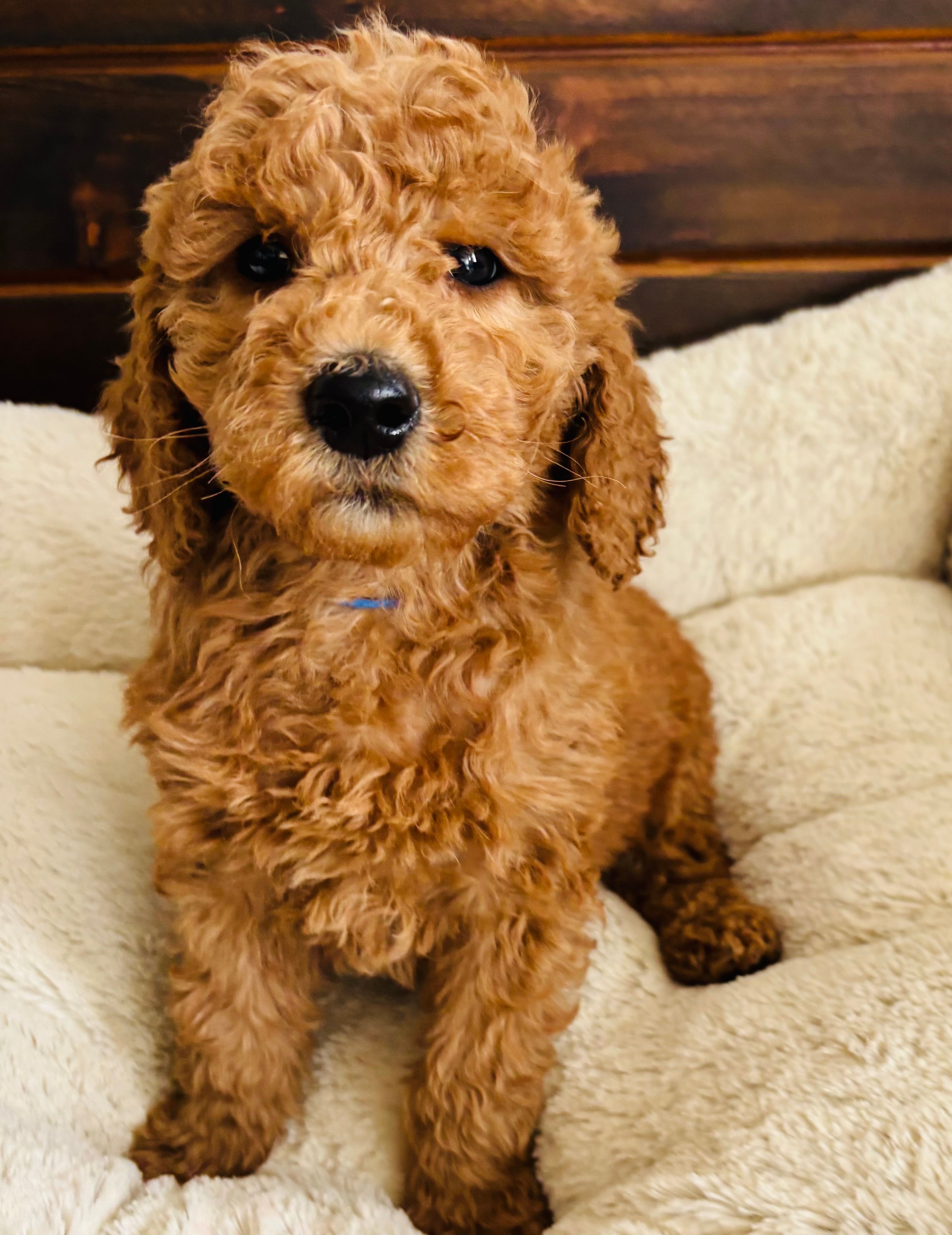 Blue Collar – Goldendoodle puppy for sale in Orient, IA