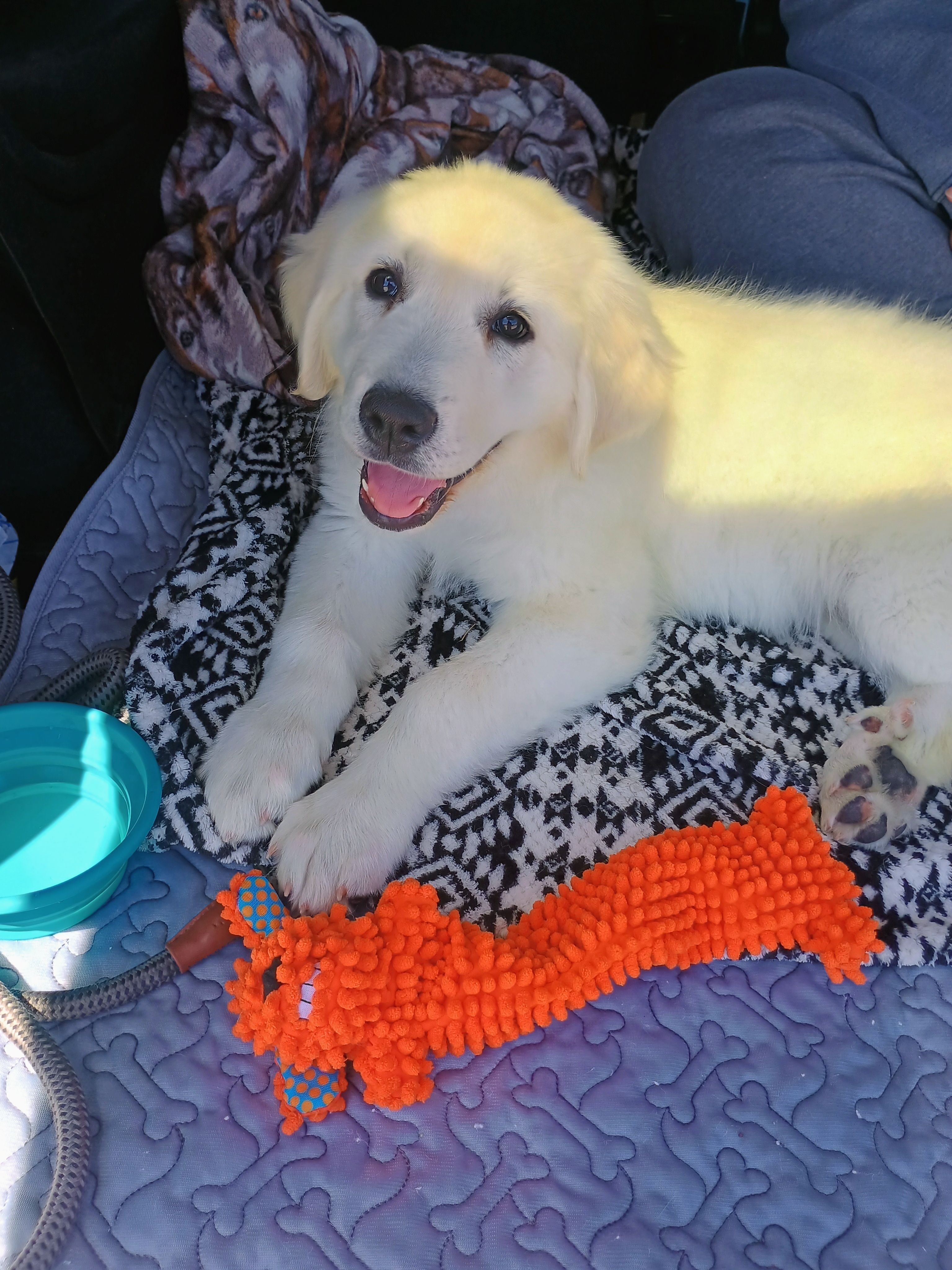 Haven – Great Pyrenees puppy for sale in Los Lunas, NM