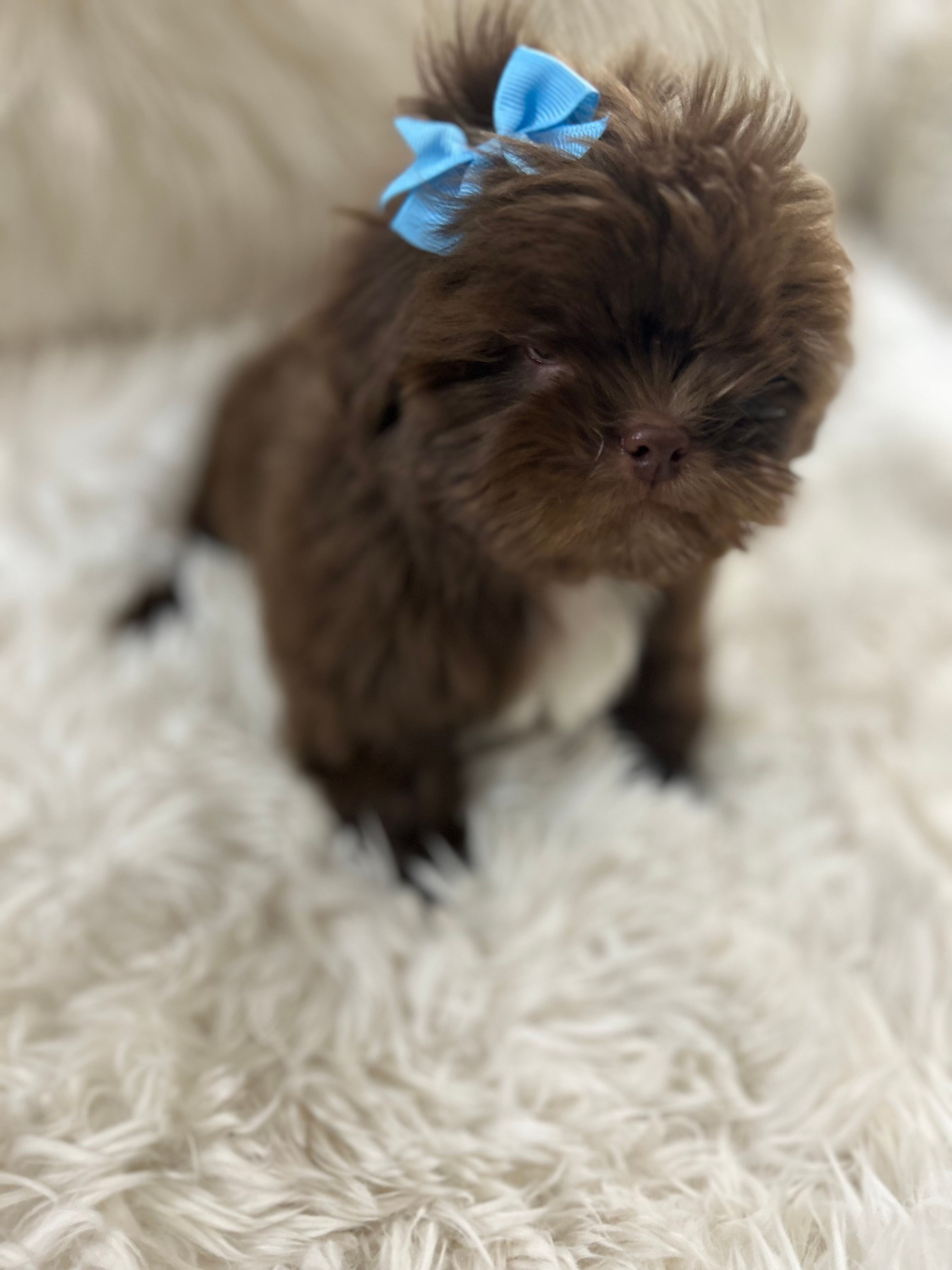Coco – Shih Tzu puppy for sale in Hesperia, CA