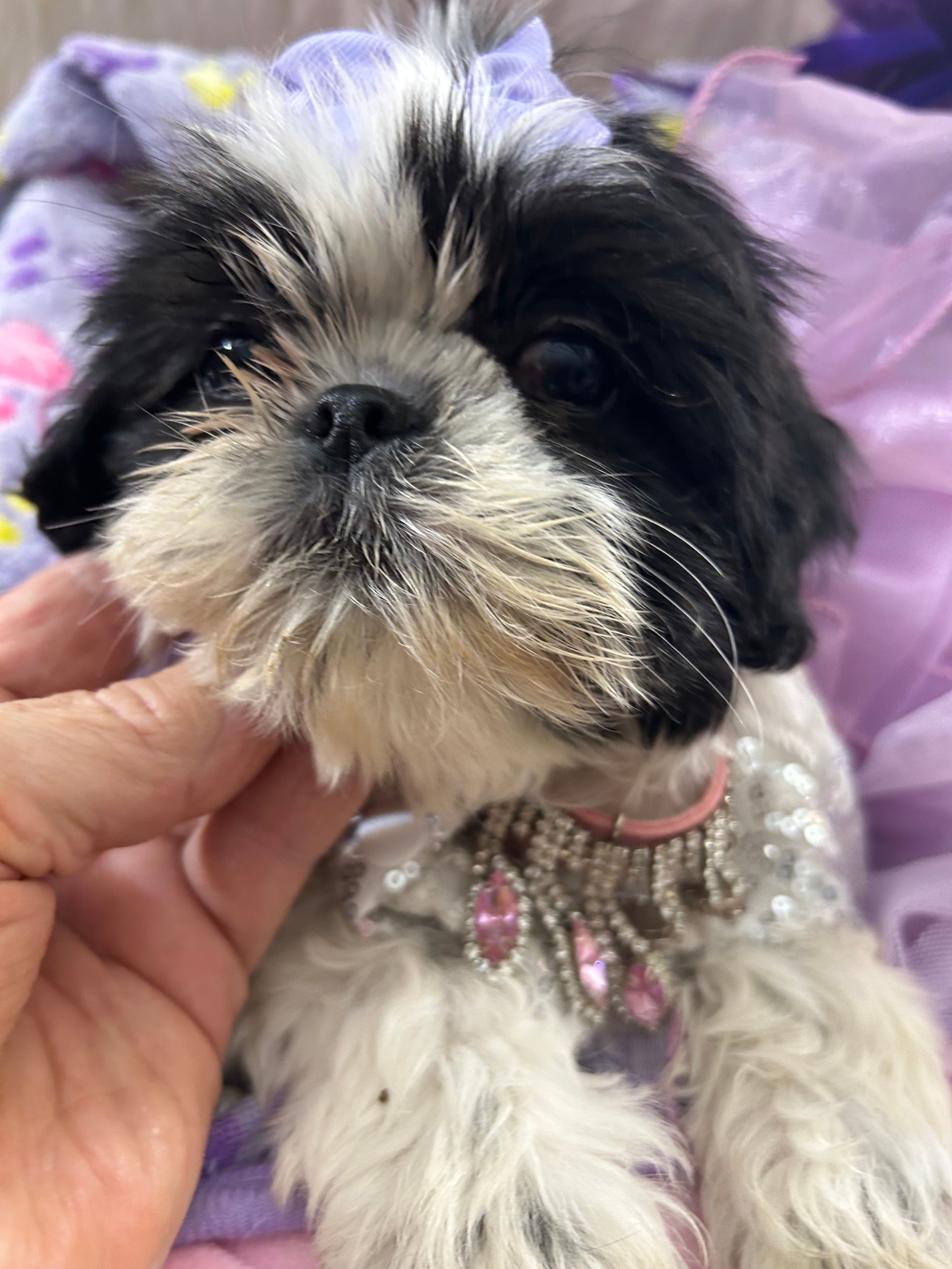 Betsy – Shih Tzu puppy for sale in Hesperia, CA