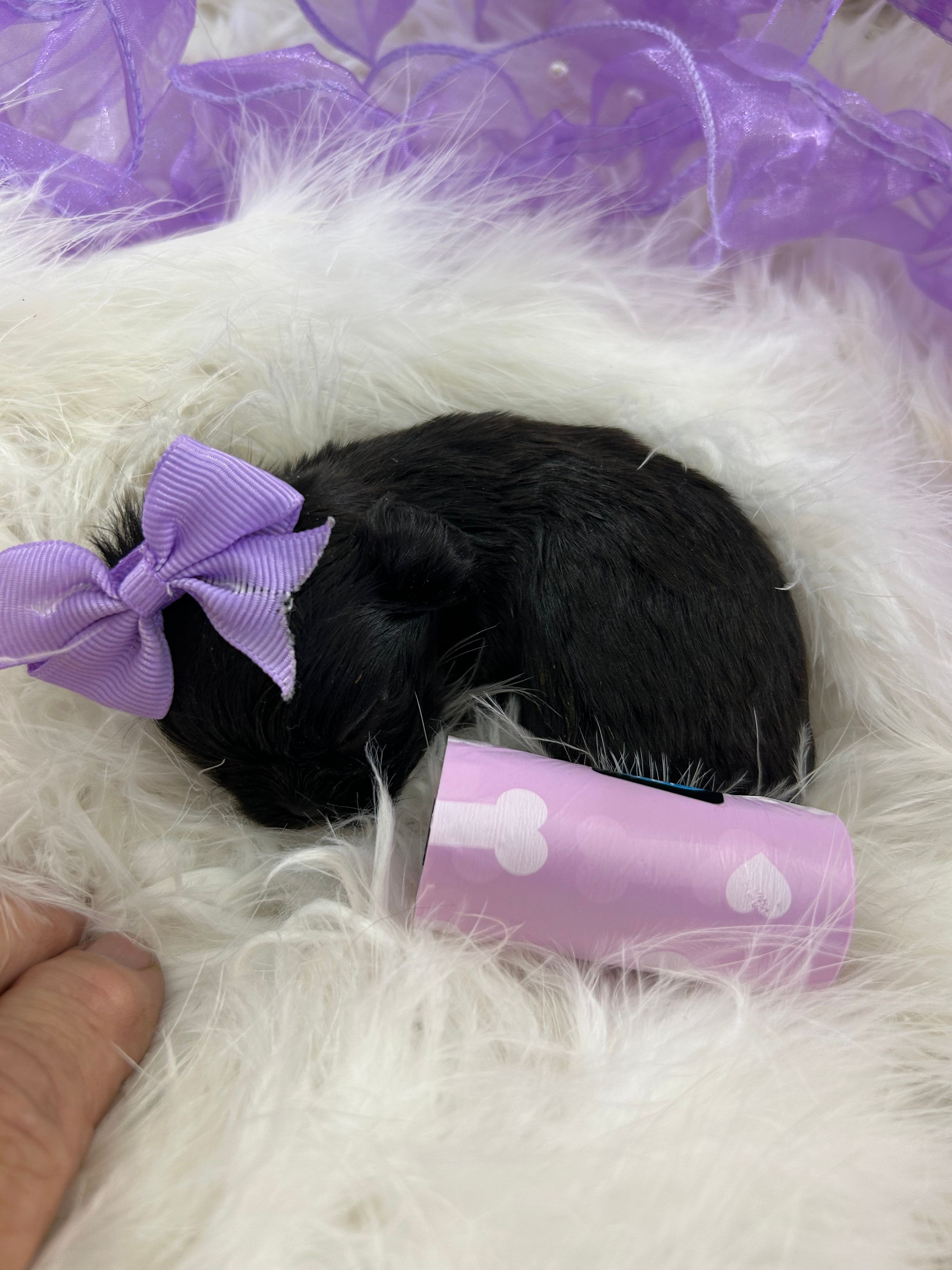 Midget – Shih Tzu puppy for sale in Hesperia, CA